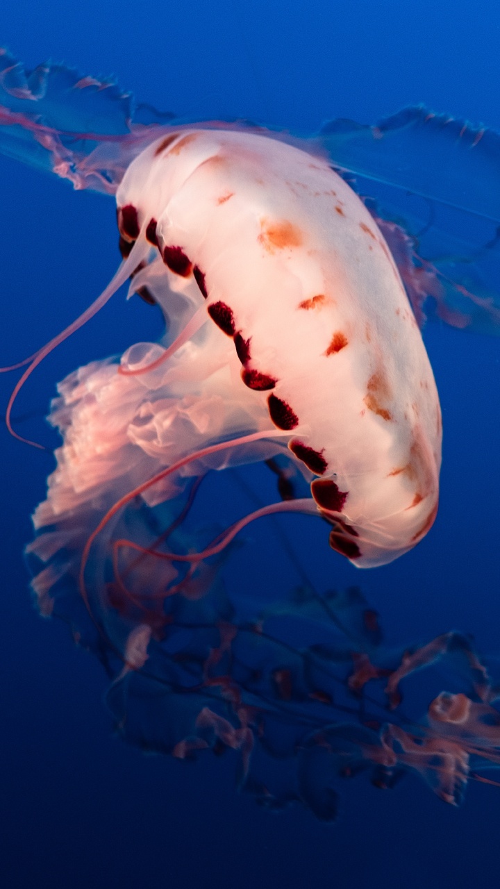 White Jellyfish in Blue Water HD Wallpaper for Android Phone, 720x1280 ...