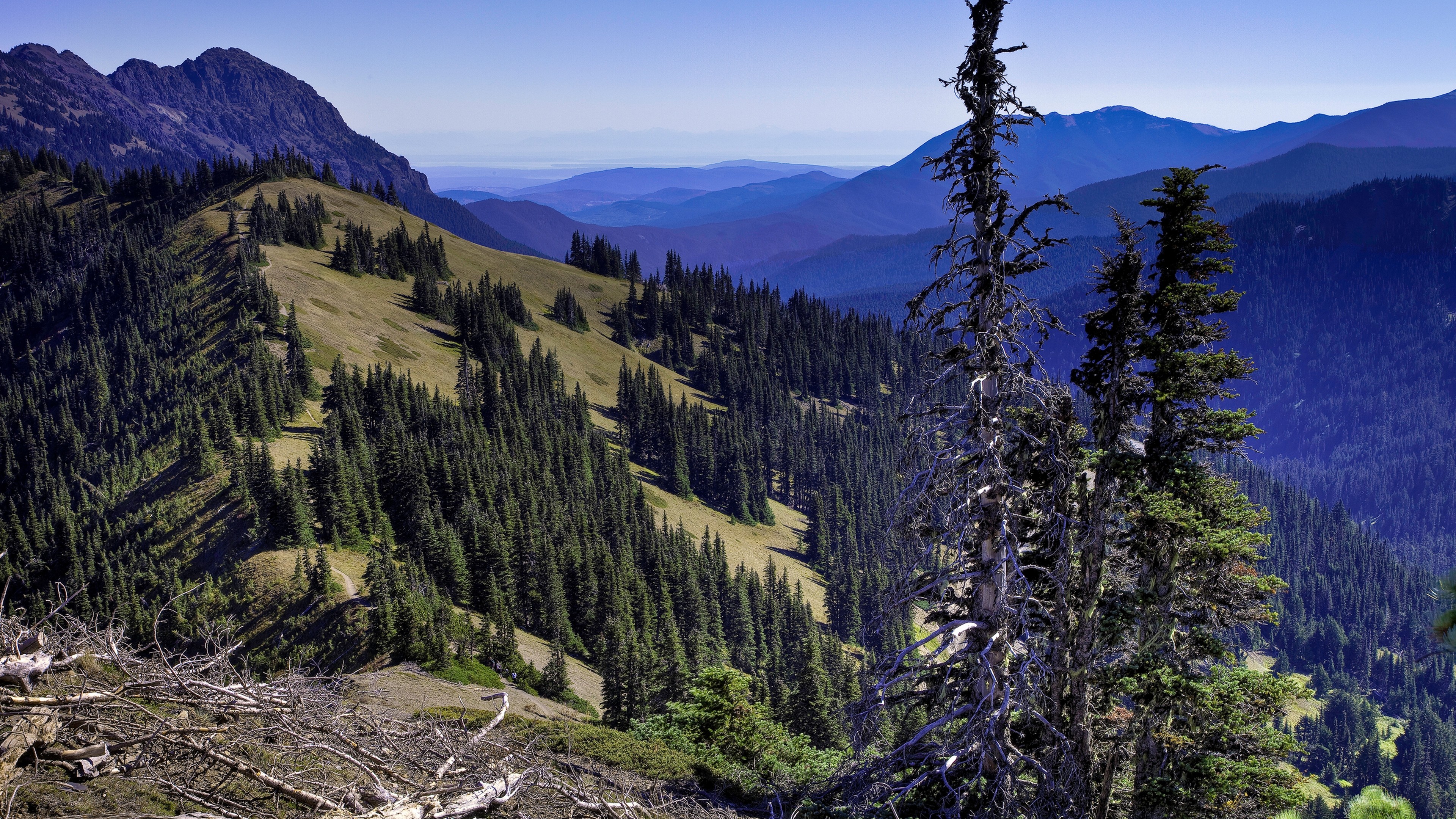 Wallpaper Green Pine Trees on Mountain During Daytime, 4K Ultra HD ...