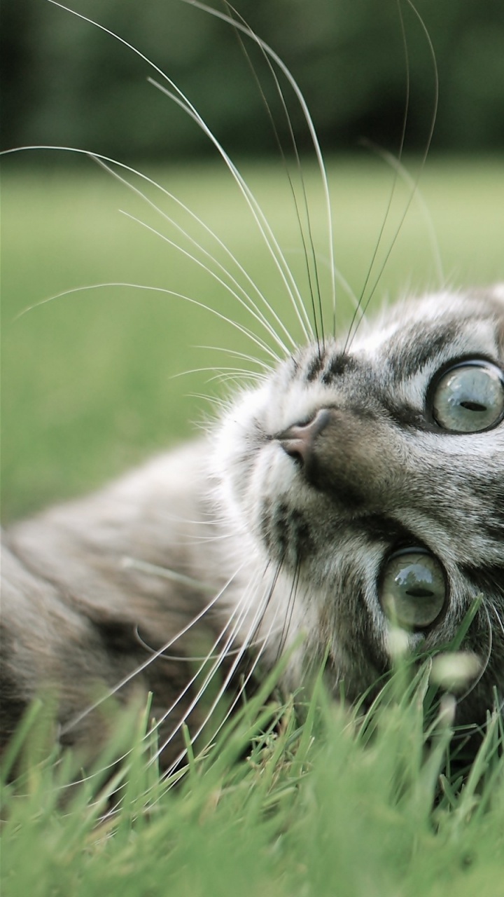 Brown Tabby Cat Lying on Green Grass During Daytime HD Wallpaper for ...