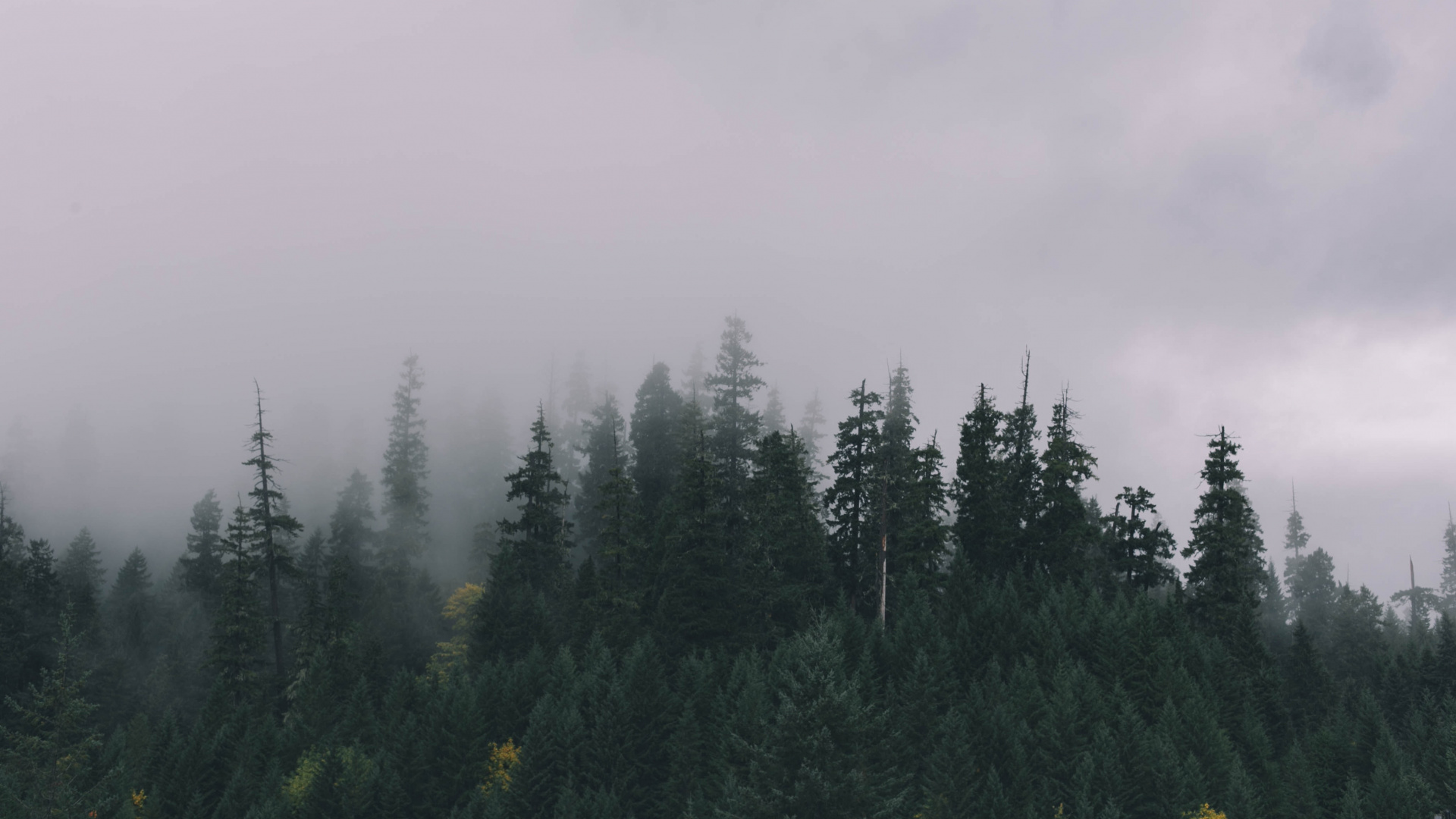 Wallpaper Green Pine Trees Under White Sky During Daytime, Full HD ...