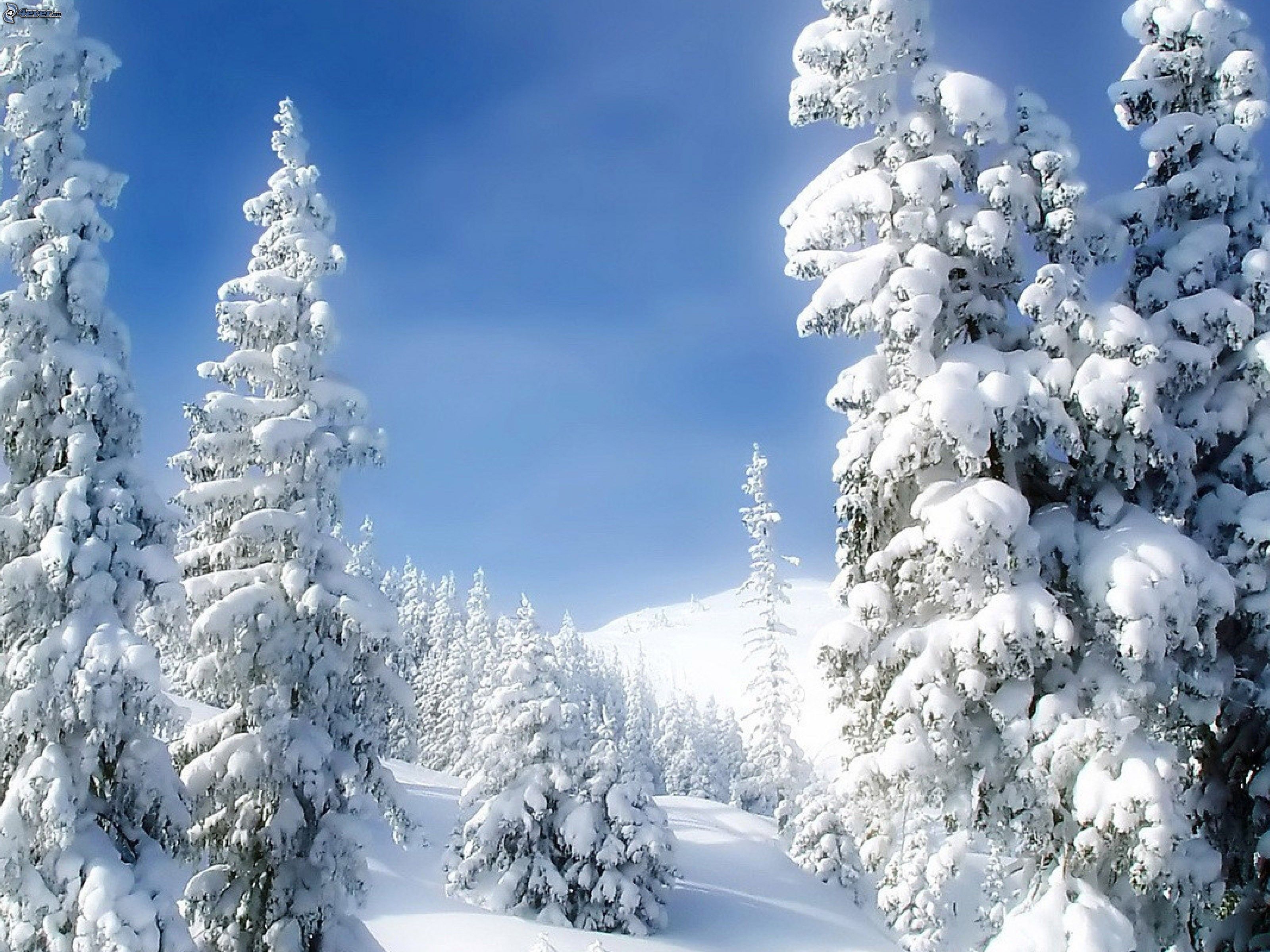 Wallpaper Snow Covered Pine Trees Under Blue Sky During Daytime ...