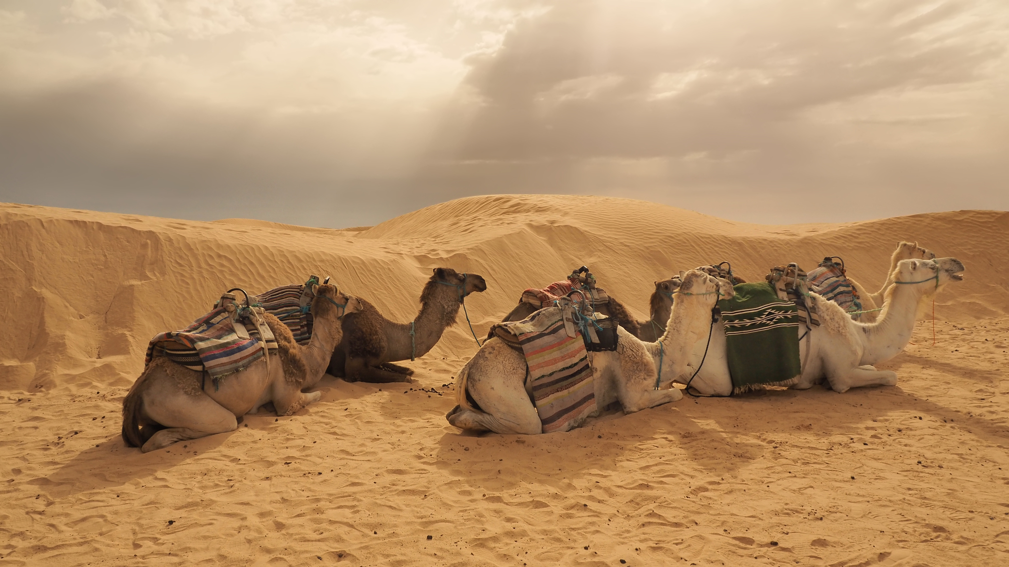 图片素材 : 阿拉伯骆驼, 乐趣, 假期, 景观, 旅游, 海滩, 车辆, 旅行 3264x2448 - syed abdullah ...