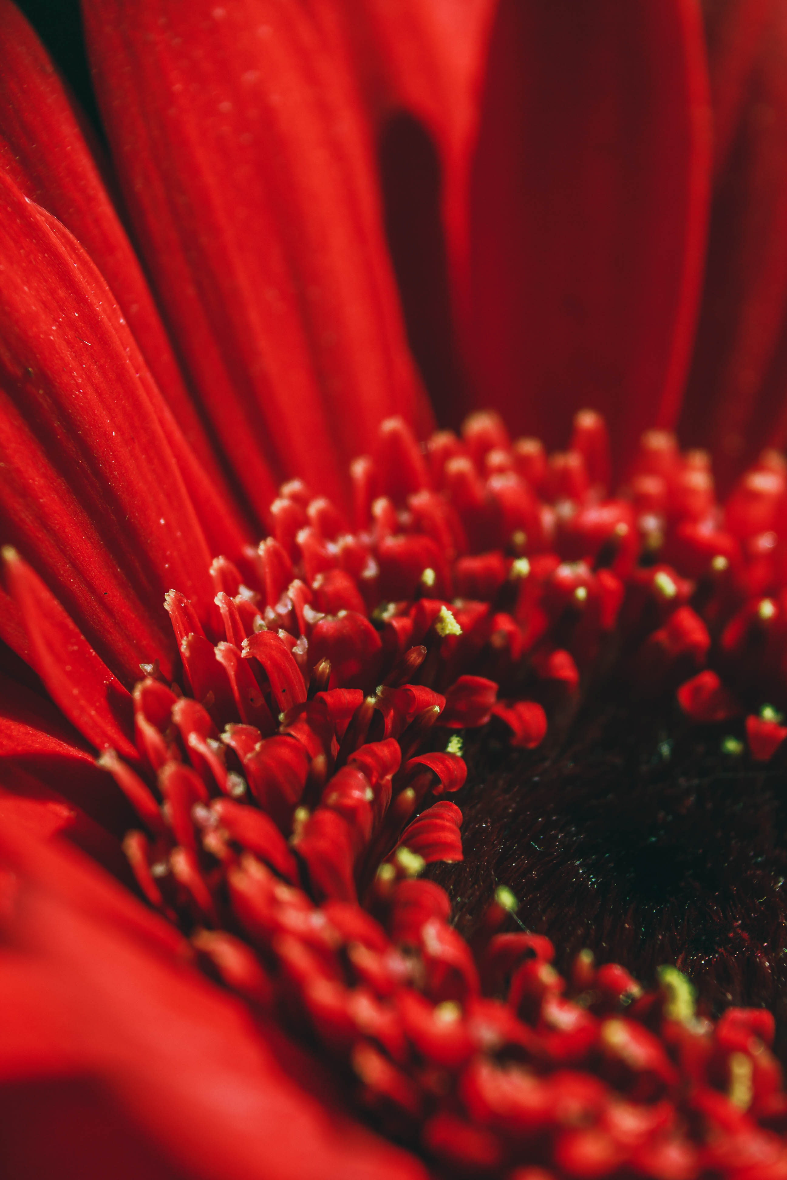 Wallpaper Red Flower in Macro Lens, Background - Download Free Image