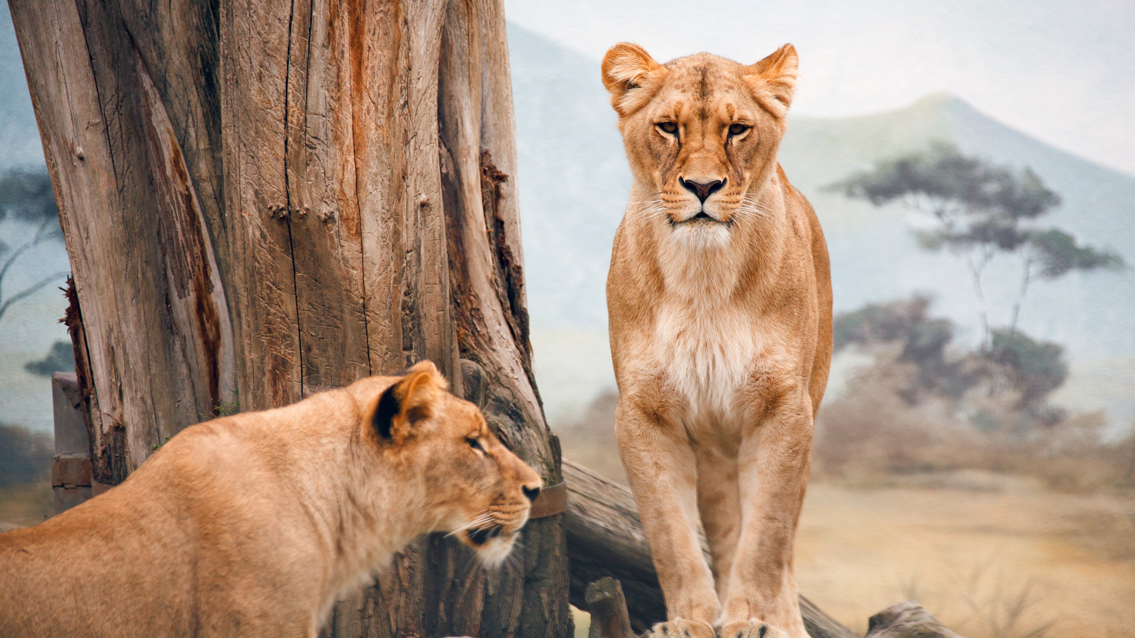 Fondos de Pantalla Animales Salvajes Africanos, Leones, el Perro Salvaje Africano, Leopard, Wildcat, Imágenes y Fotos Gratis Fondos de Pantalla Animales Salvajes Africanos, Leones, el Perro Salvaje Africano, Leopard, Wildcat, Imágenes y Fotos Gratis