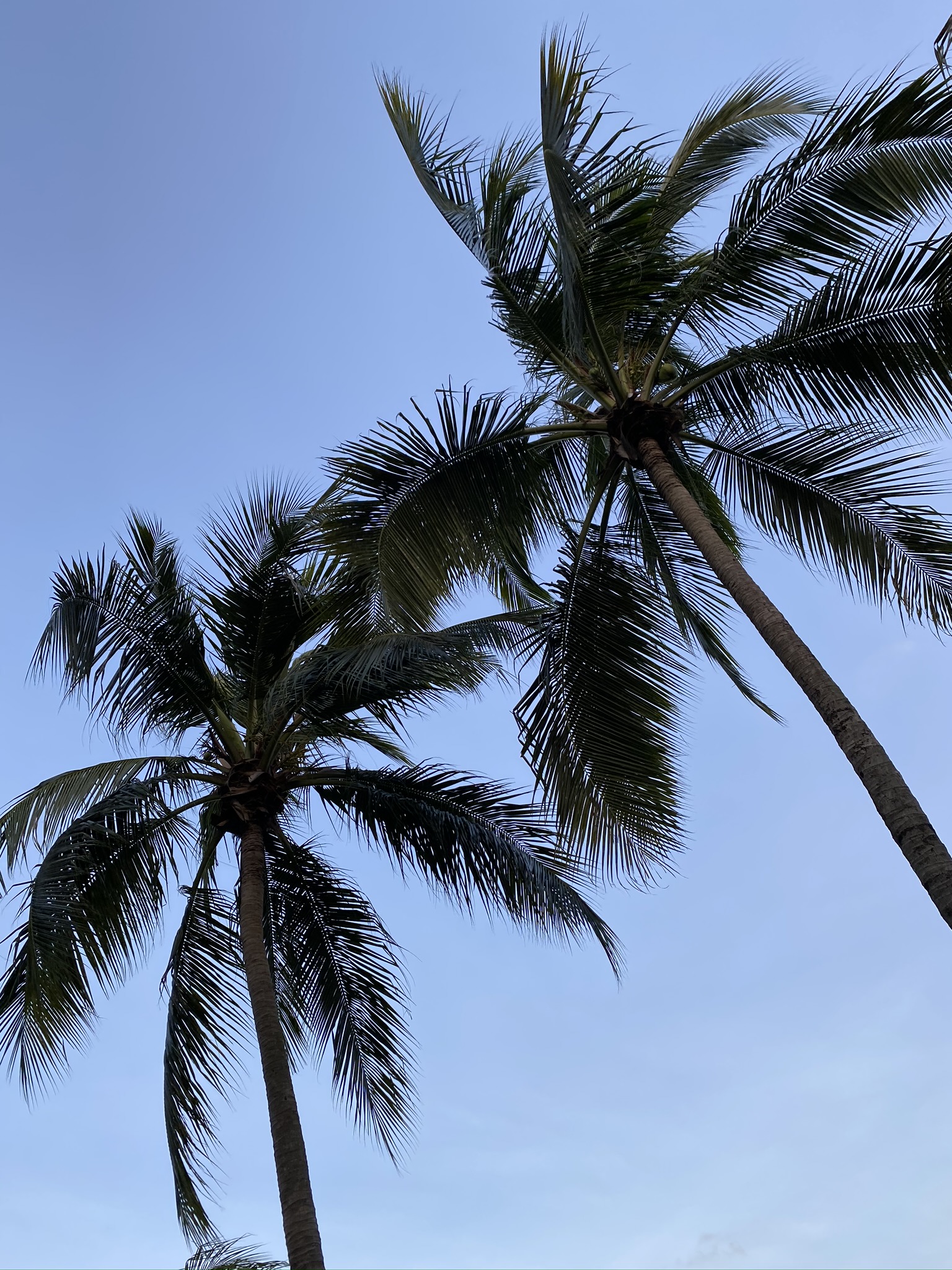 Wallpaper Babassu, Date Palm, Vegetation, Daytime, Tree, Background ...