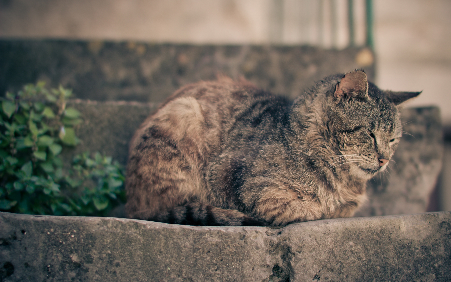 Wallpaper Brown Tabby Cat Lying on Concrete Surface, Background ...