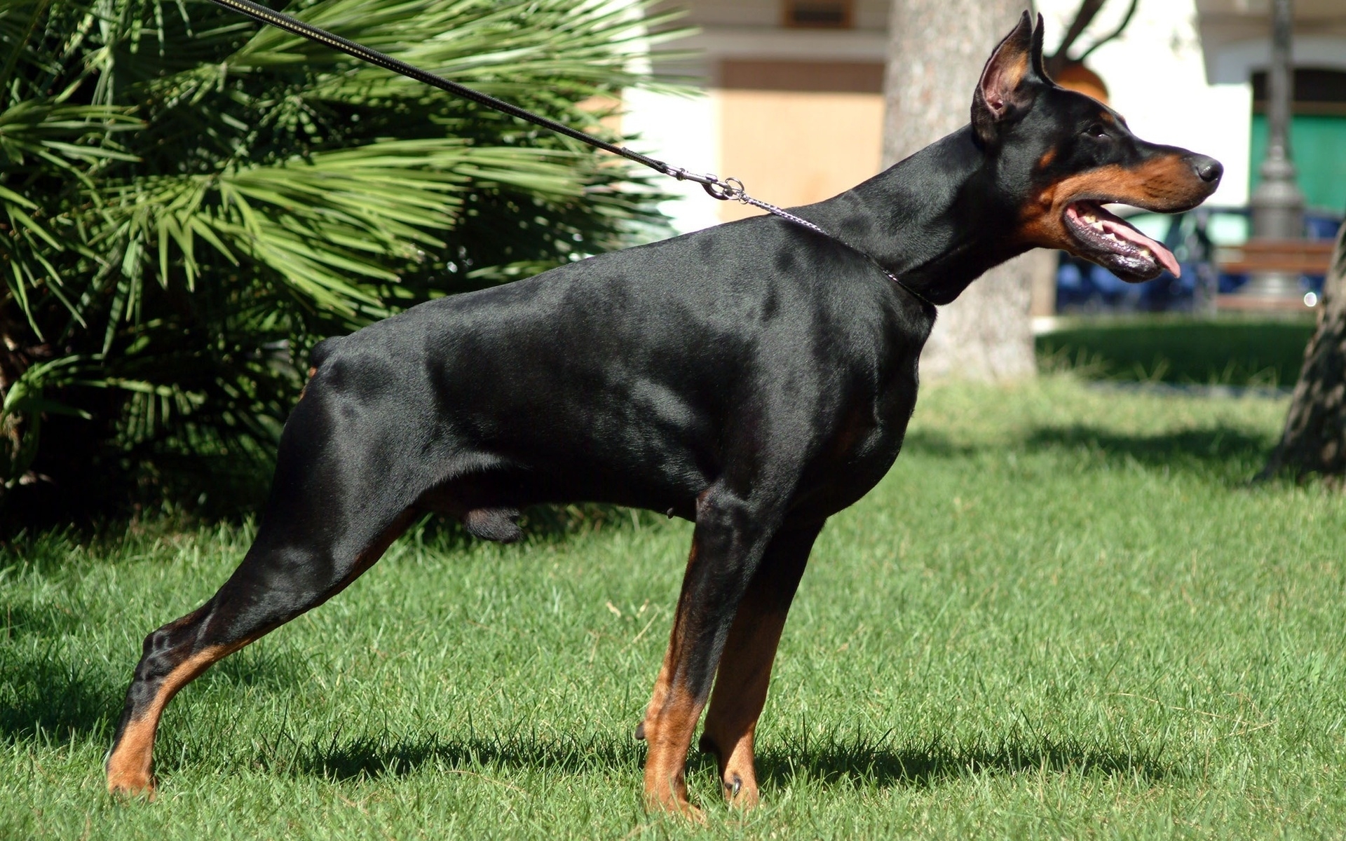 Les Fonds D’écran Doberman Pinscher Noir et Feu Sur Terrain D