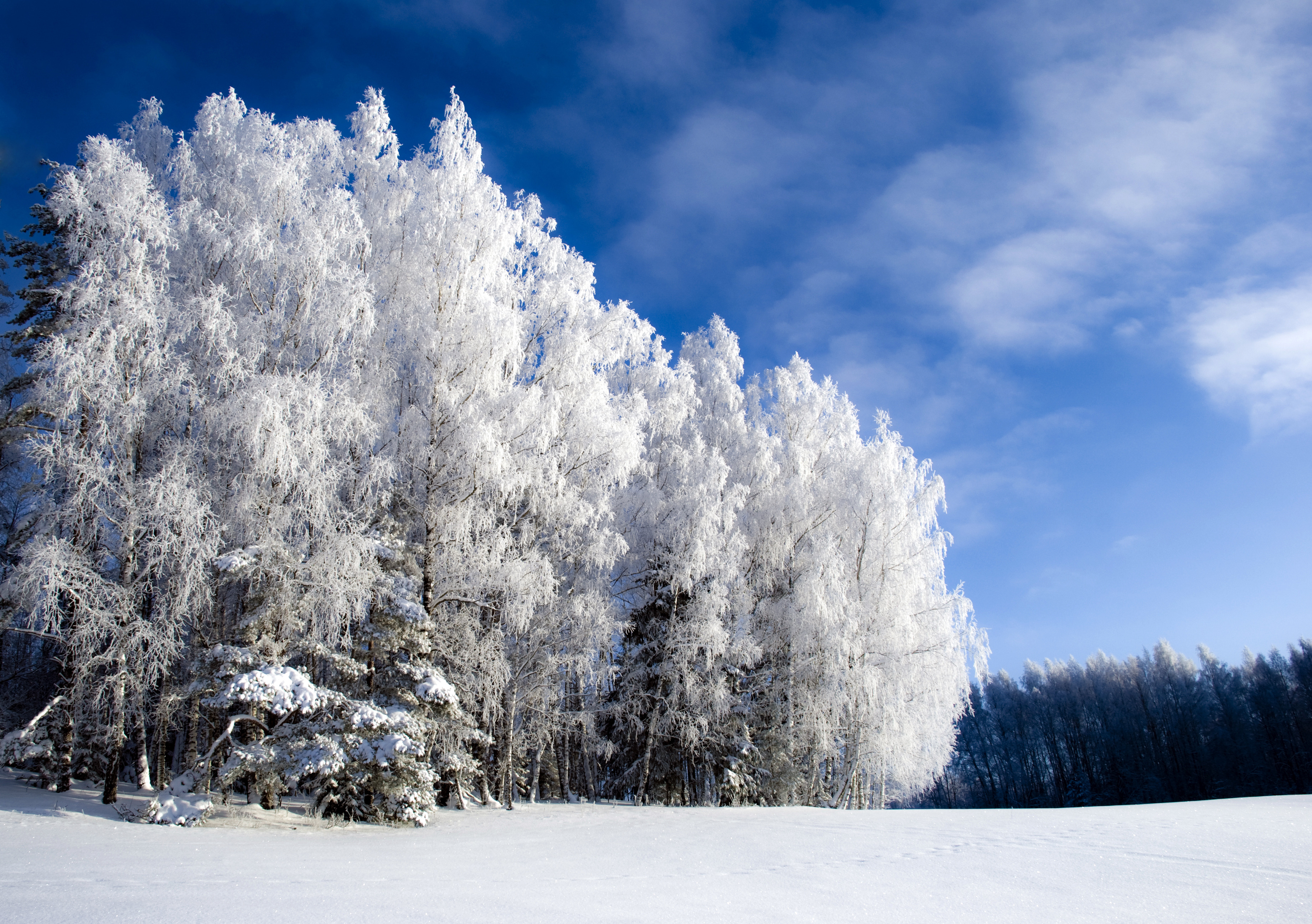 Wallpaper Snow Covered Trees Under Blue Sky During Daytime, Background ...