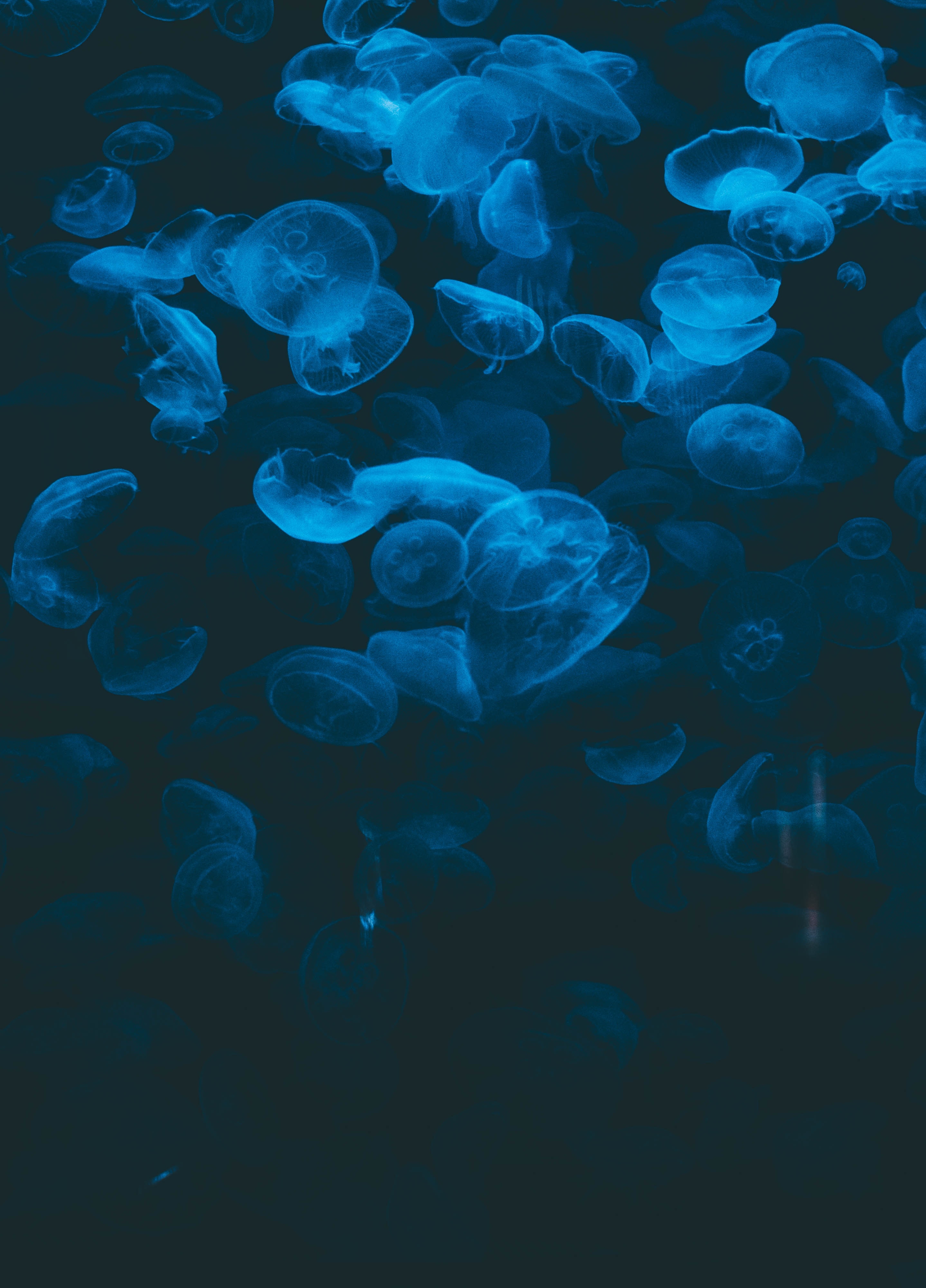 Wallpaper Blue and White Jellyfish Illustration, Background - Download ...