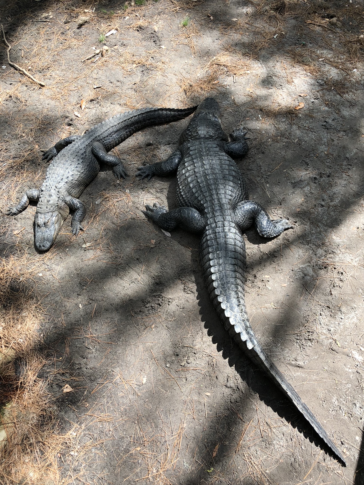 Fondos de Pantalla Cocodrilo, Lagarto, Los Animales Terrestres, Ciencia,  Biología, Imágenes y Fotos Gratis