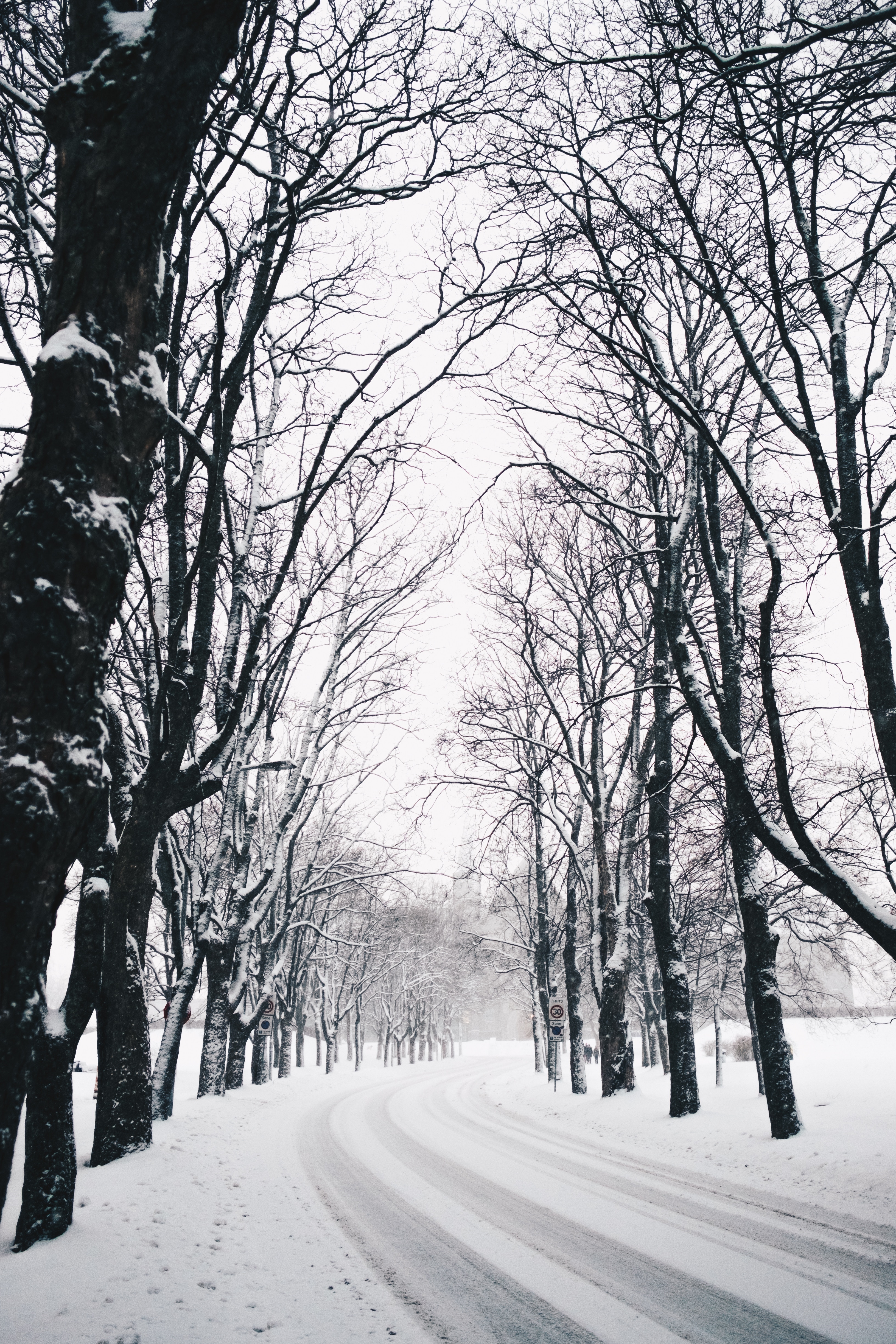 Winter Tree Entourage Wallpaper Winter, Tree, Nature, Natural Landscape, Branch, Background ...