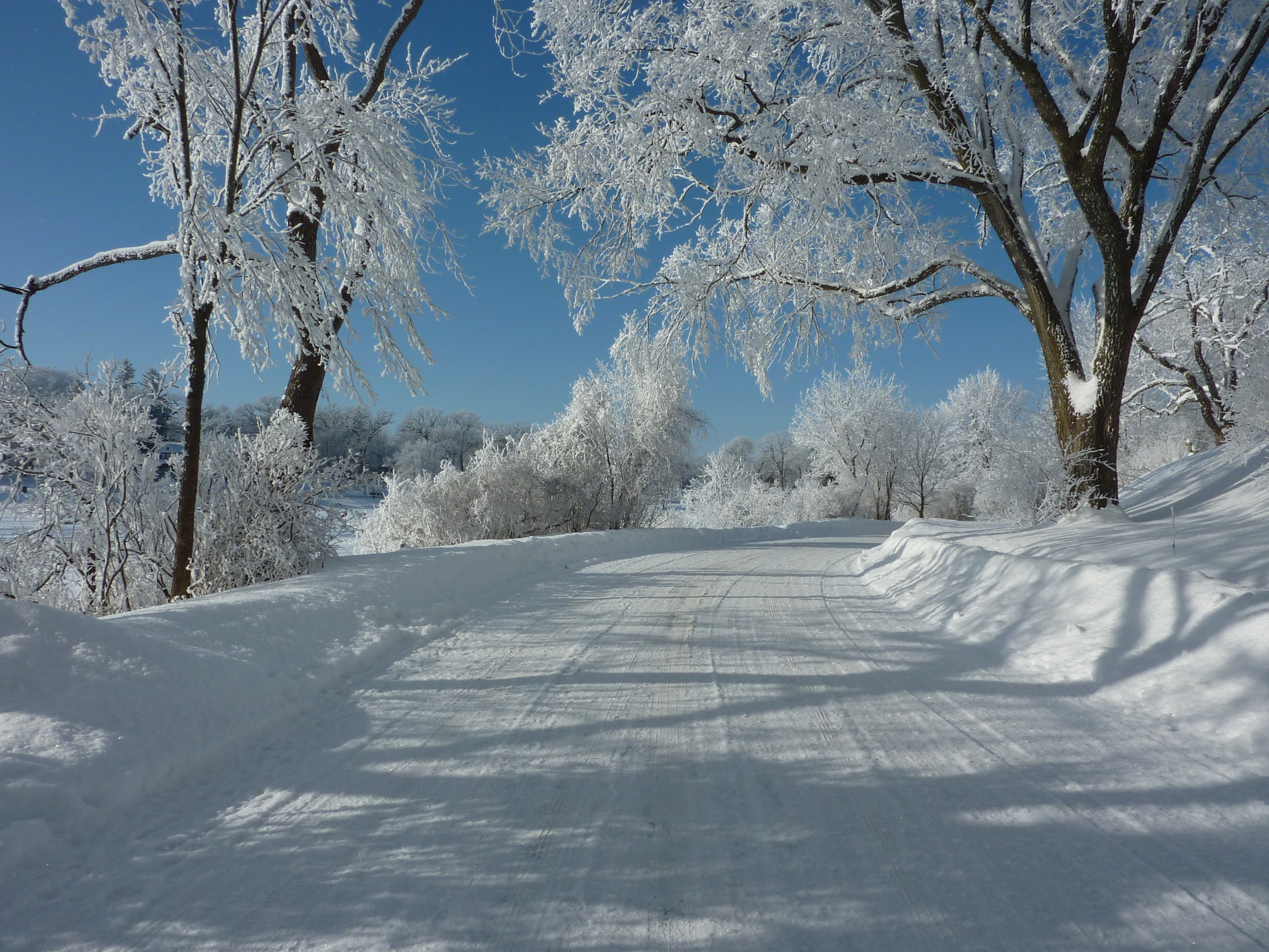 Wallpaper Snow Covered Trees Under Blue Sky During Daytime, Background ...