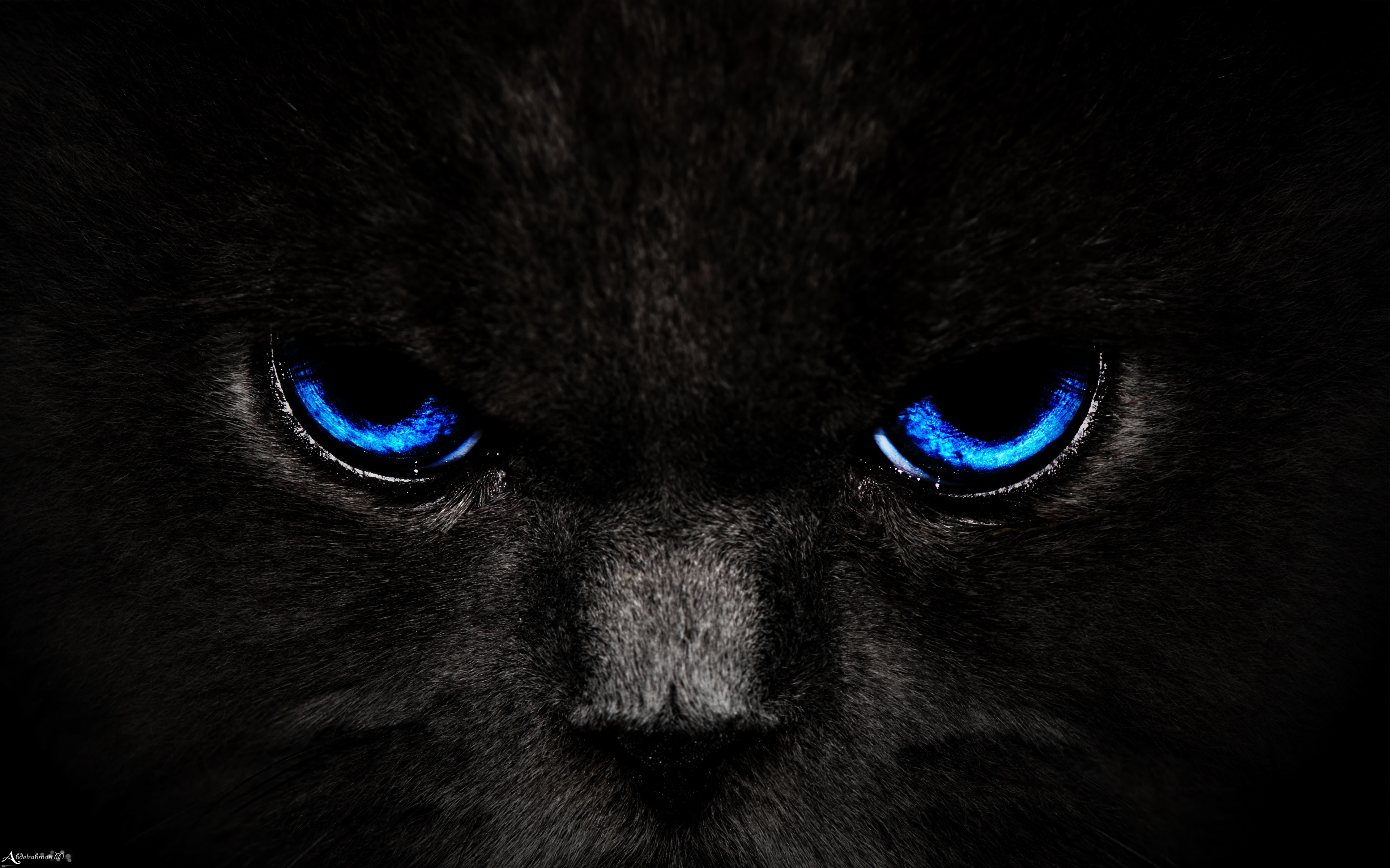 Fondos de Pantalla Gato Blanco y Negro Con Ojos Azules, Imágenes y Fotos  Gratis