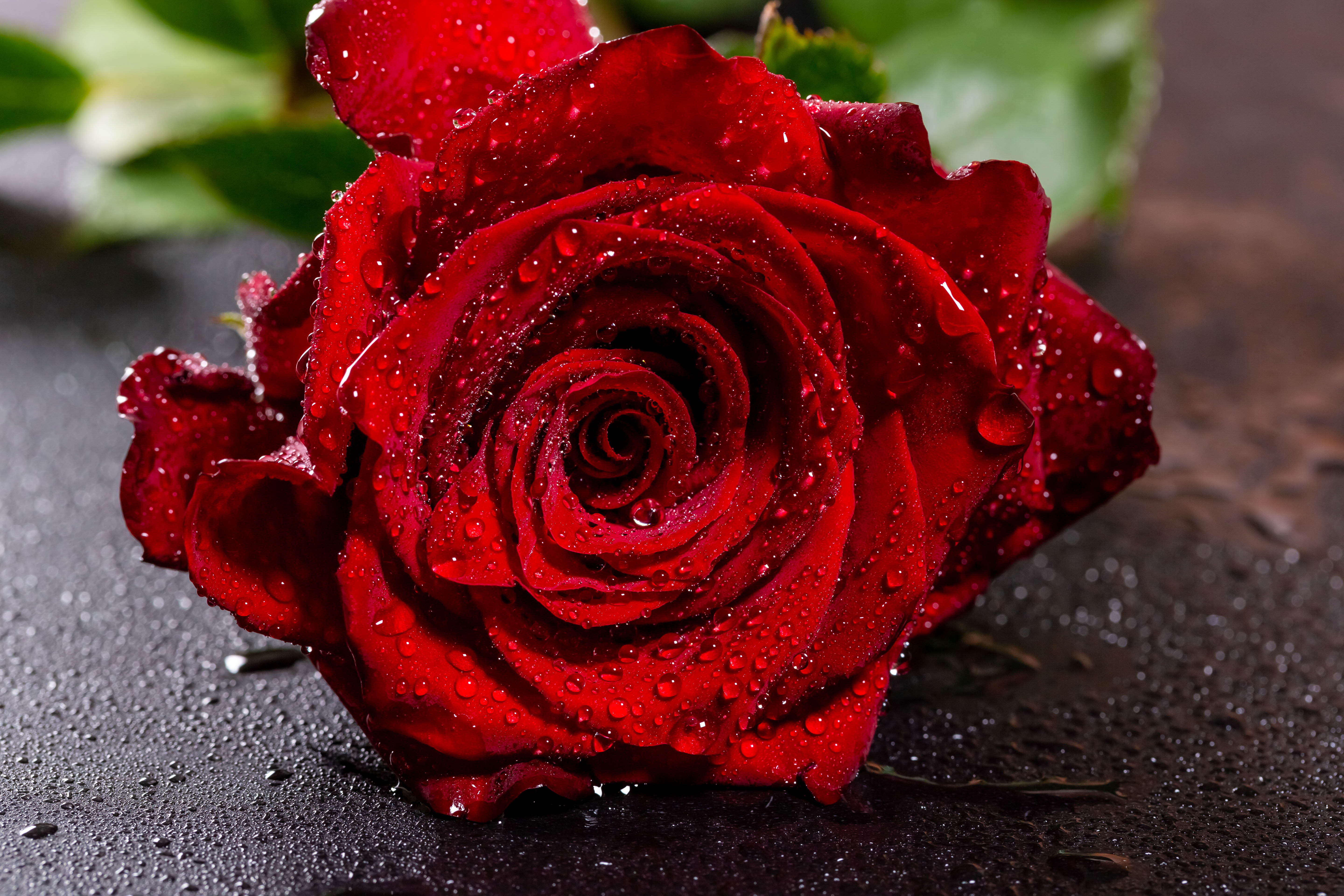 Красивое фото красной розы