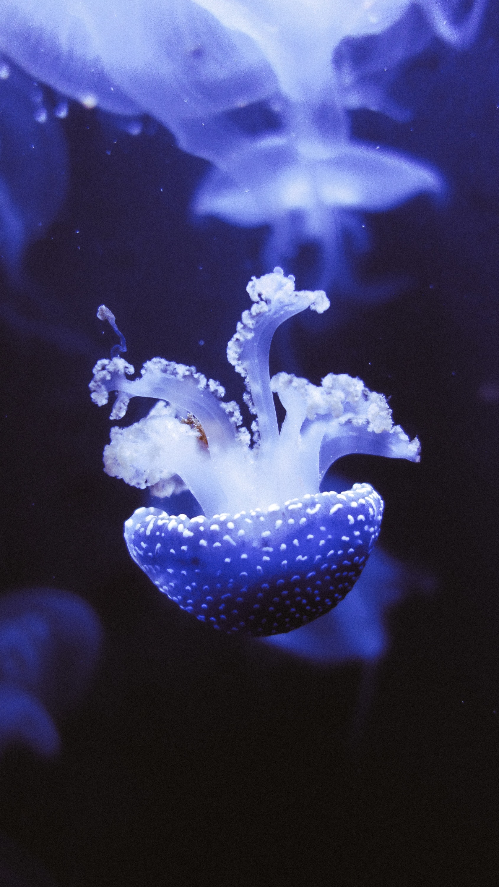 Wallpaper White and Blue Jellyfish in Water, Background - Download Free ...