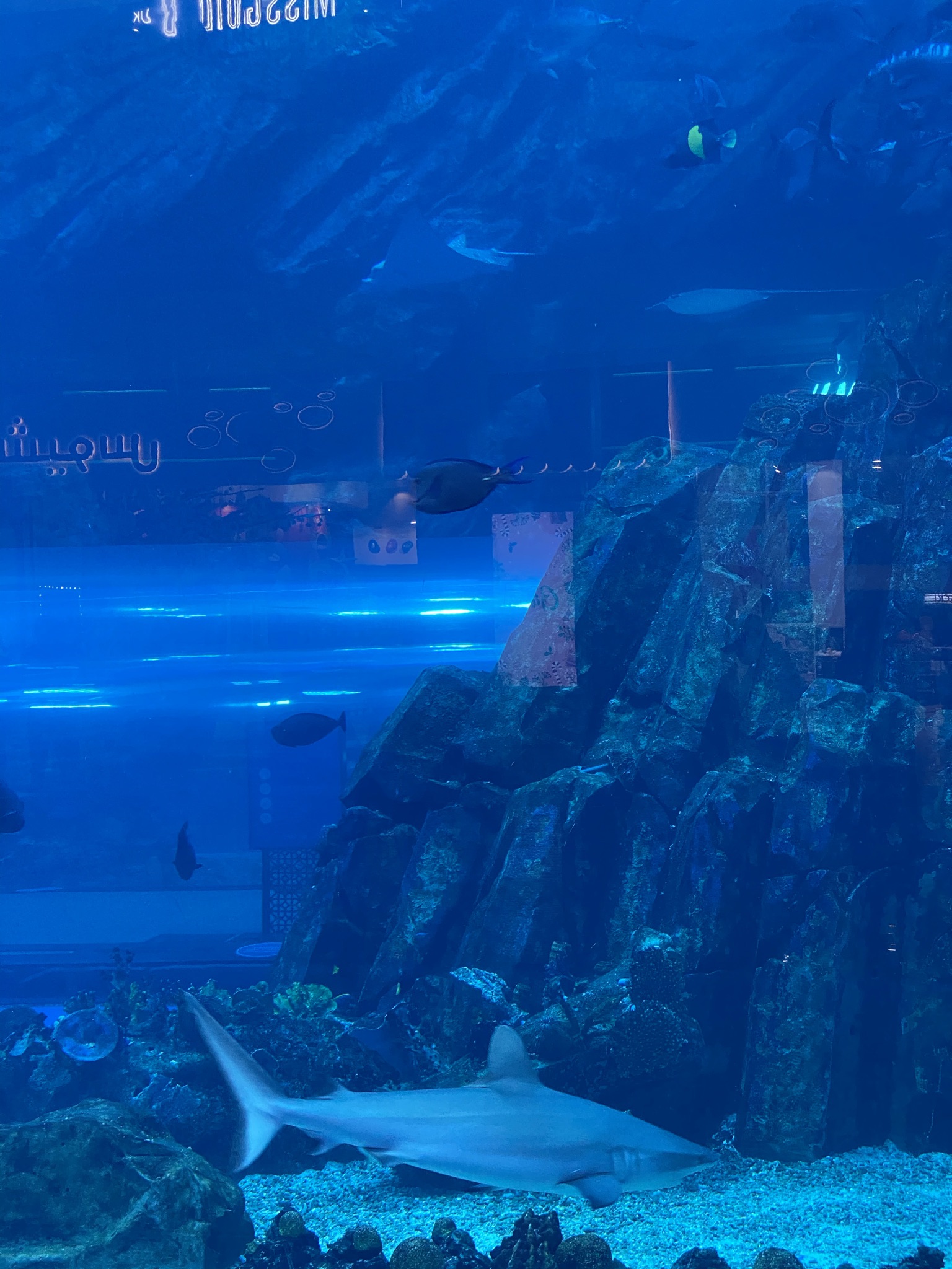 Wallpaper Underwater, Marine Biology, Science, Fish, Aqua, Background ...