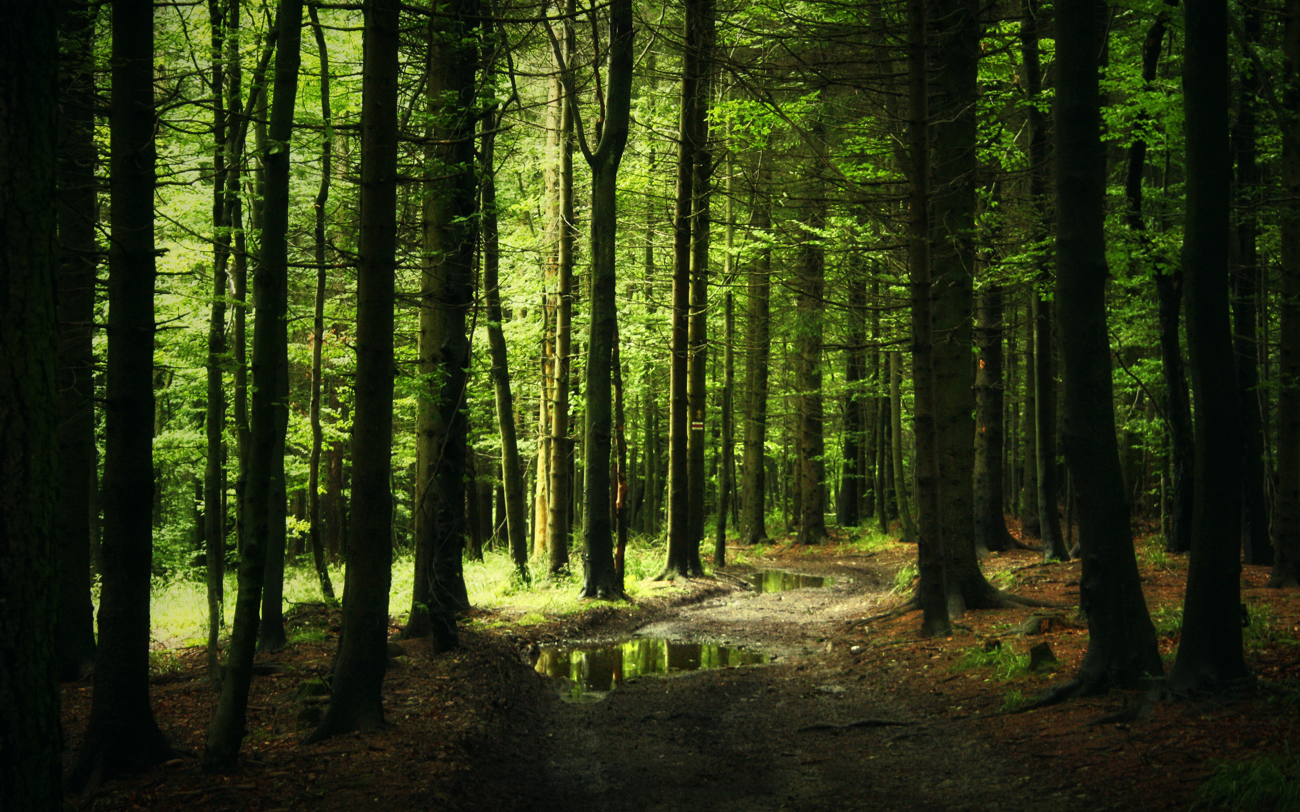 Kostenlose Hintergrundbilder Tagsüber Grüne Bäume im Wald, Bilder Für