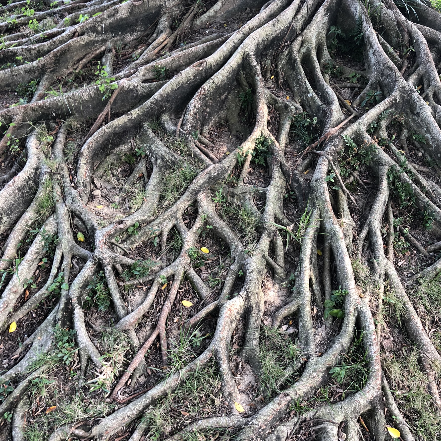 Wallpaper Root, Old Growth Forest, Botany, Terrestrial Plant, Plant ...