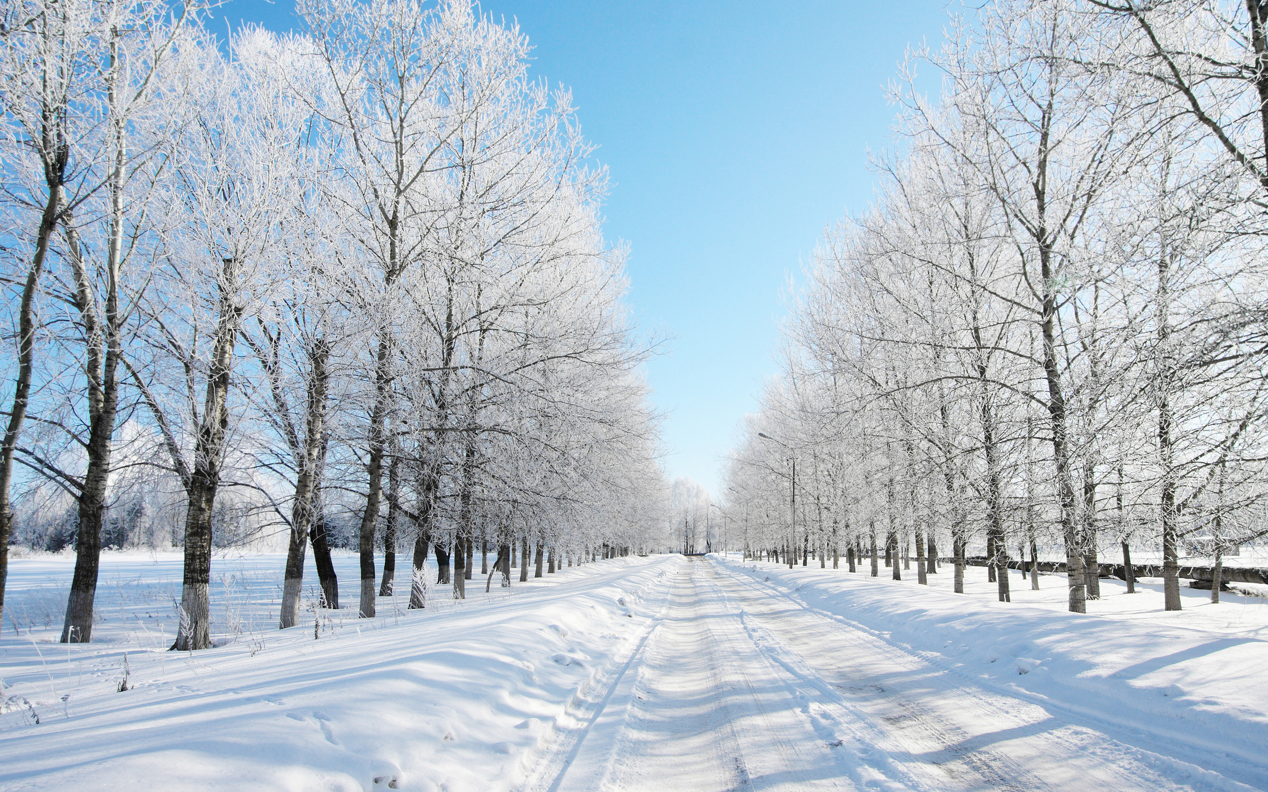 Wallpaper Snow Covered Trees Under Blue Sky During Daytime, Background ...