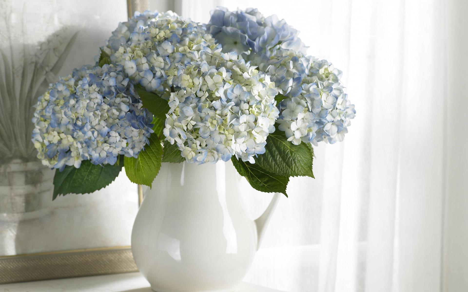 Wallpaper White and Blue Flowers in White Ceramic Vase, Background