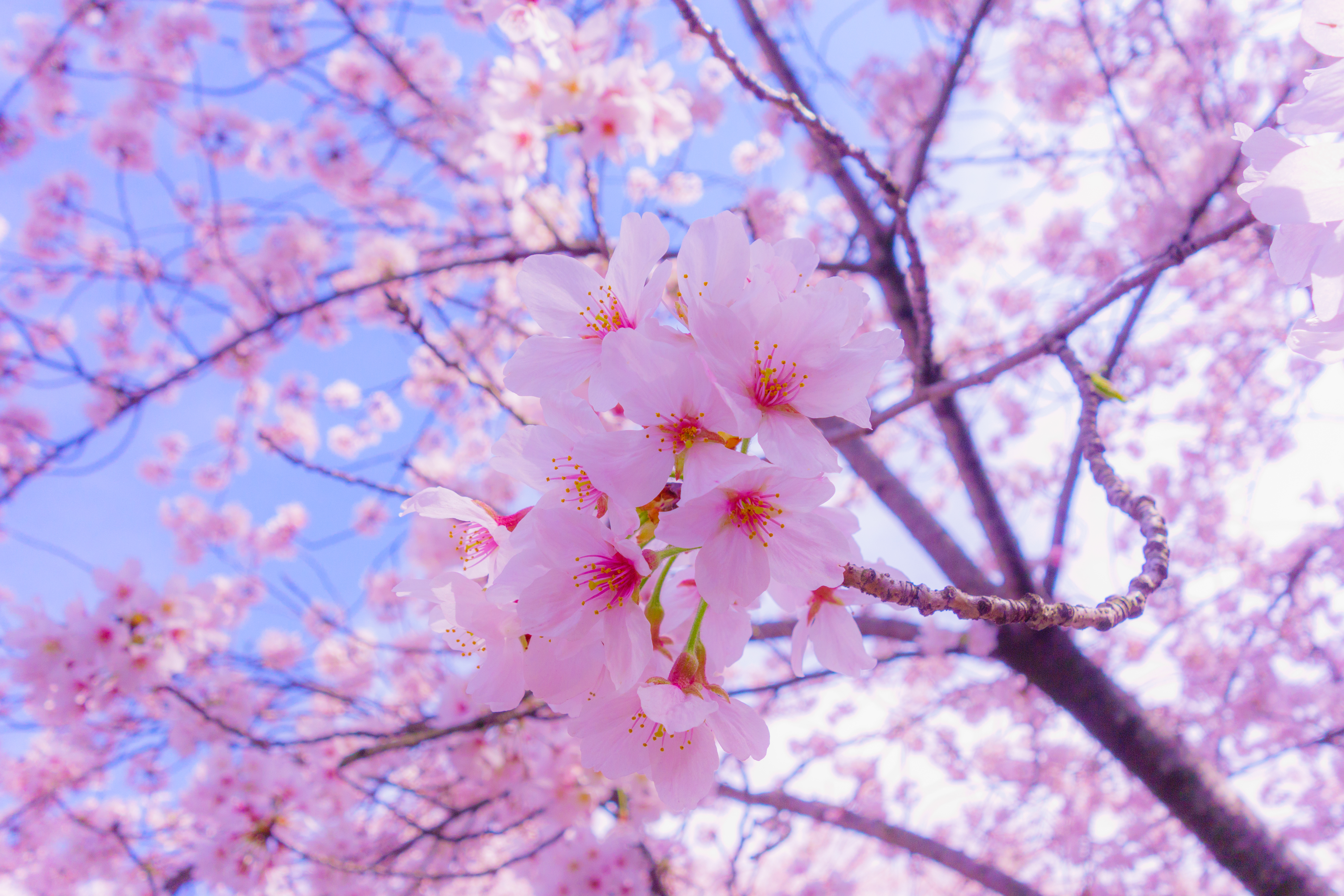Big blossom. Хонор Сакура. Цветы Сакуры. Цветение вишни. Весеннее цветение..