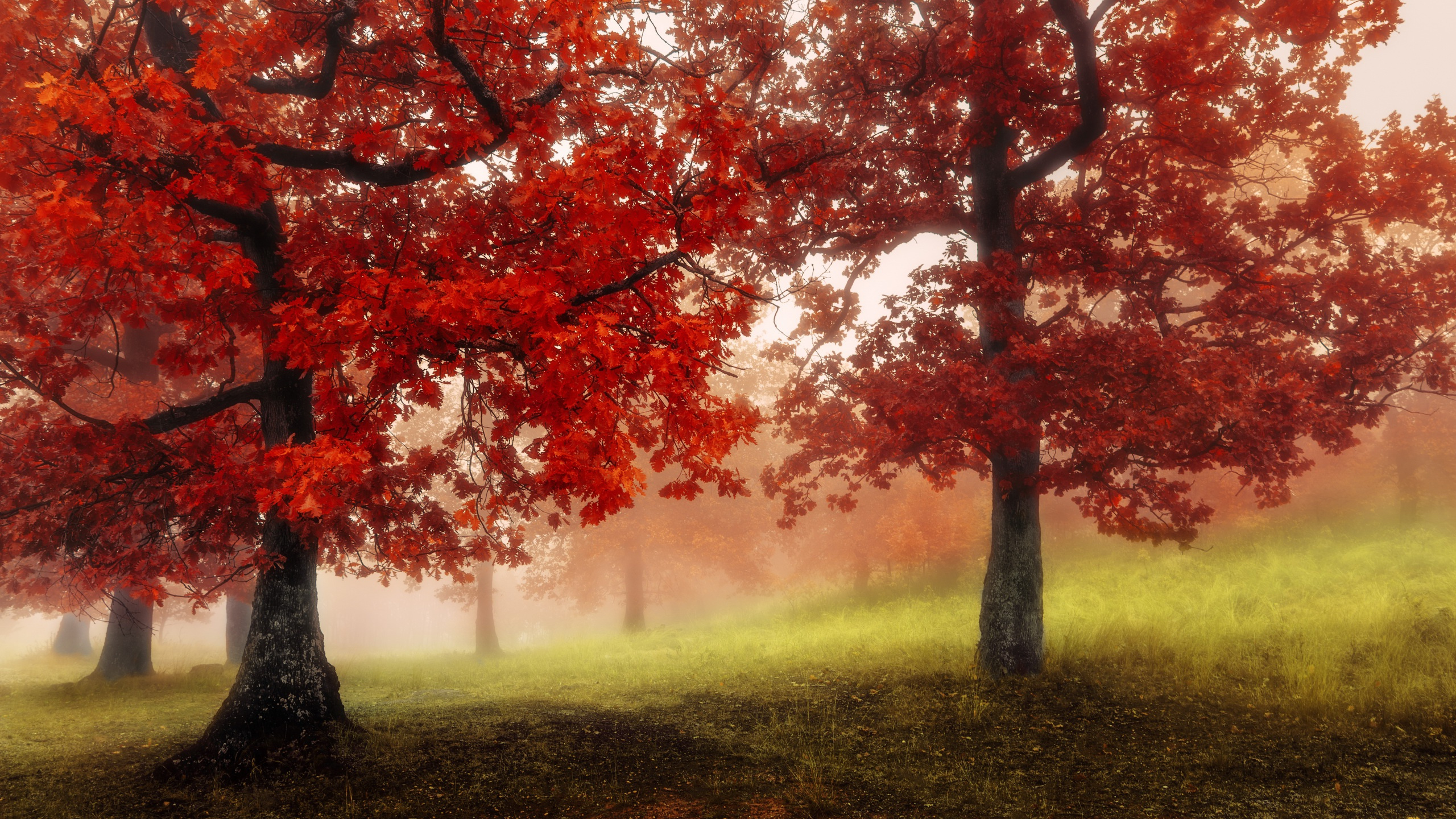 Arbres Bruns et Verts Sur le Terrain D'herbe Verte Pendant la Journée. Wallpaper in 2560x1440 Resolution