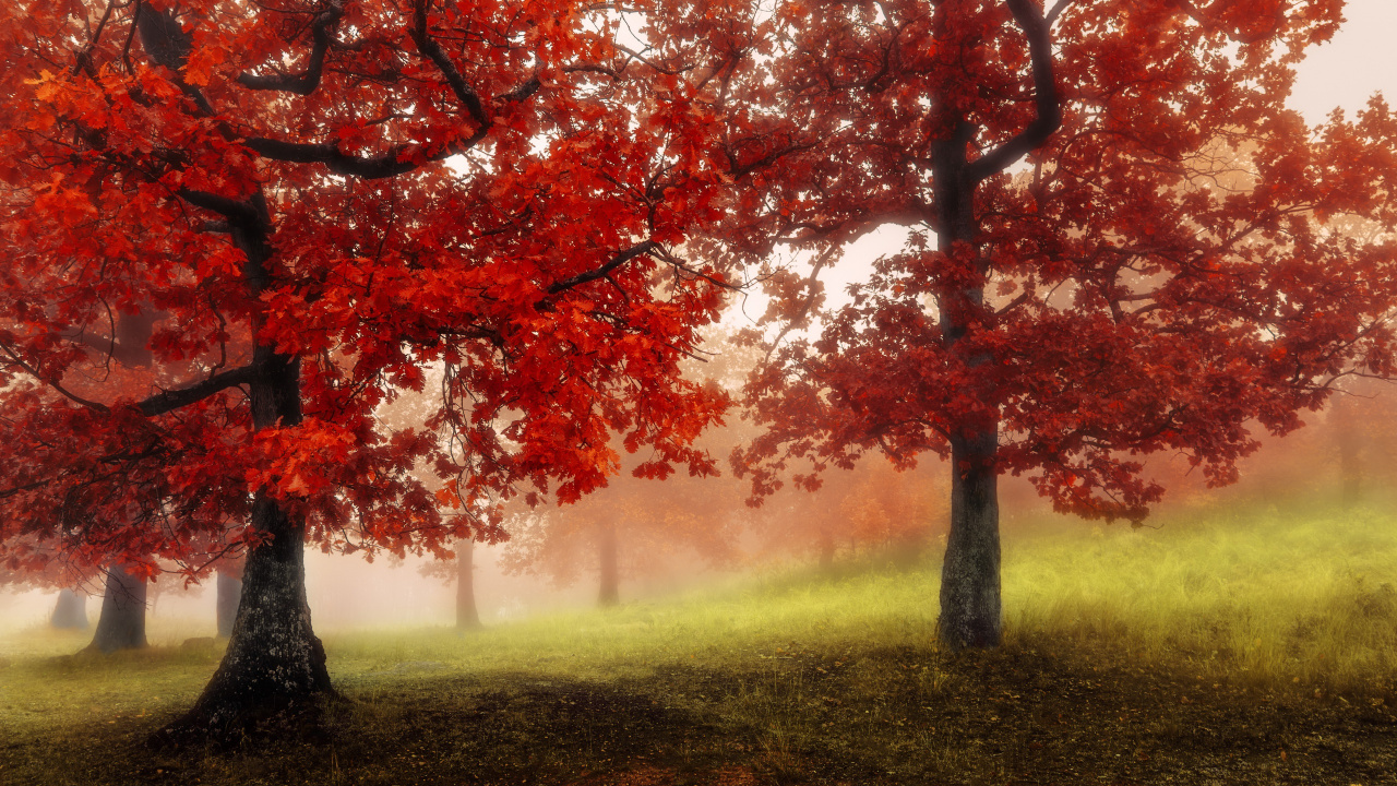 Brown and Green Trees on Green Grass Field During Daytime. Wallpaper in 1280x720 Resolution