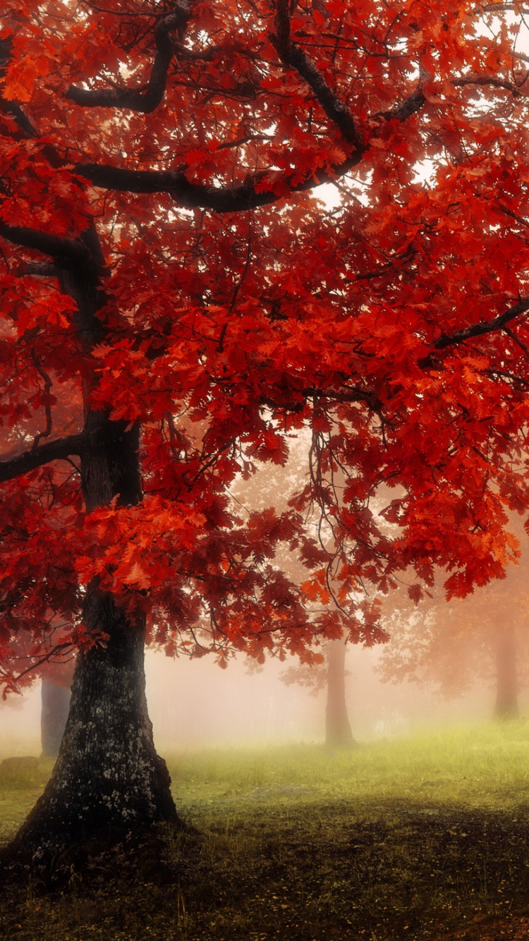 Brown and Green Trees on Green Grass Field During Daytime. Wallpaper in 750x1334 Resolution
