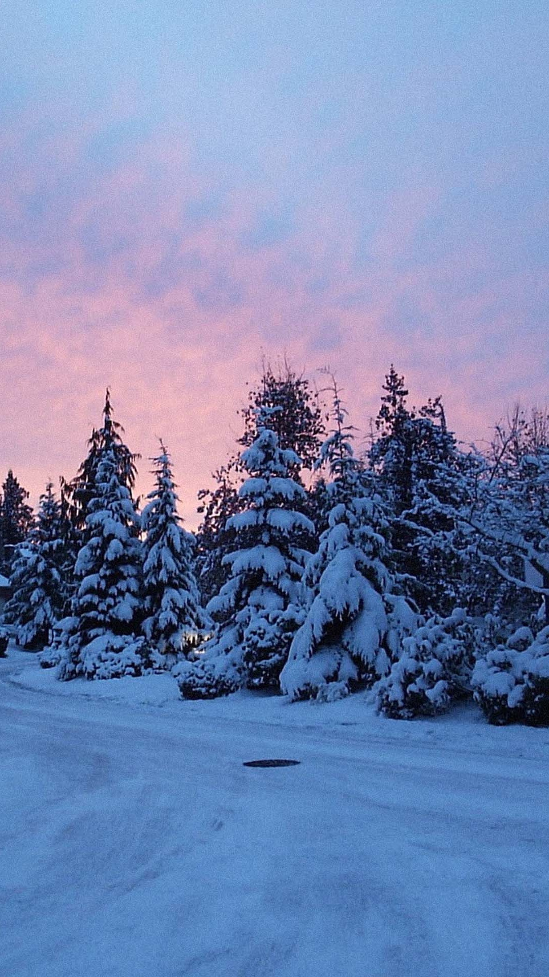 Snow Covered Trees During Daytime. Wallpaper in 1080x1920 Resolution