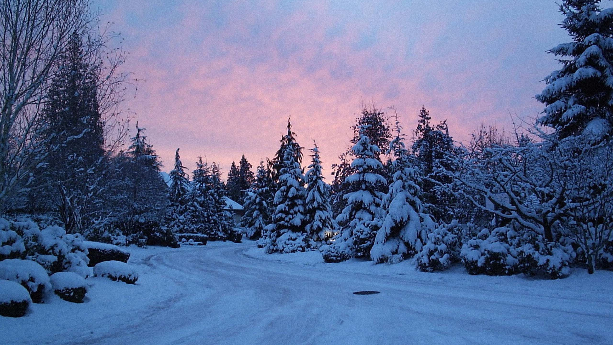 Snow Covered Trees During Daytime. Wallpaper in 2560x1440 Resolution