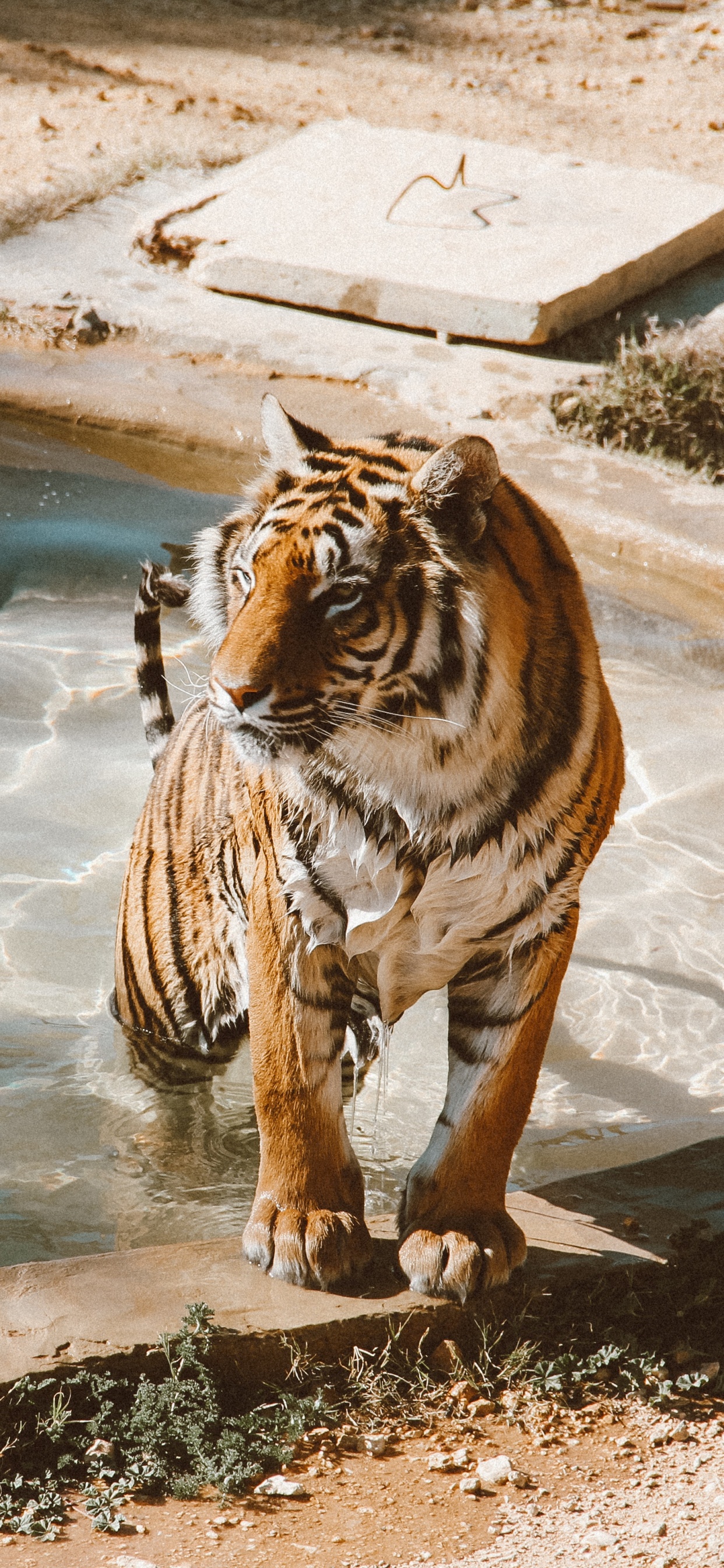 Tiger on Water During Daytime. Wallpaper in 1242x2688 Resolution