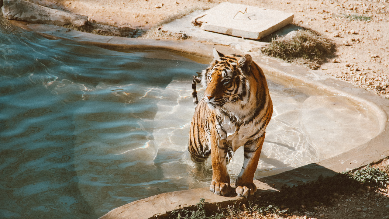 Tigre en el Agua Durante el Día.. Wallpaper in 1280x720 Resolution
