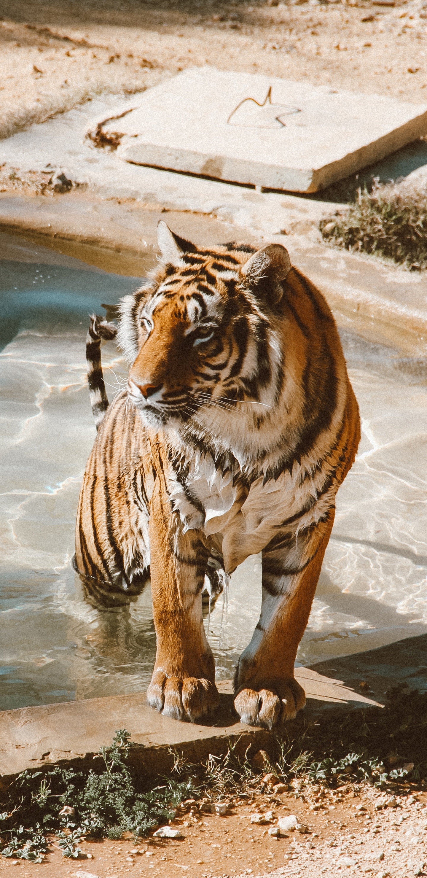 Tigre en el Agua Durante el Día.. Wallpaper in 1440x2960 Resolution
