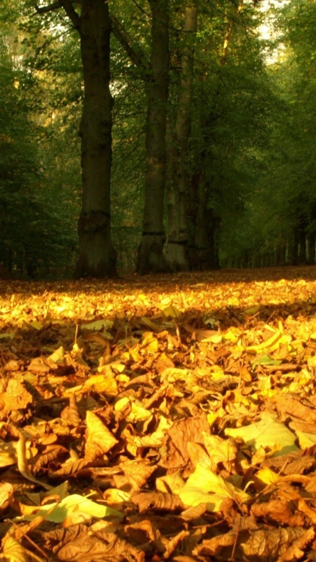 Brown Dried Leaves on Ground. Wallpaper in 1080x1920 Resolution