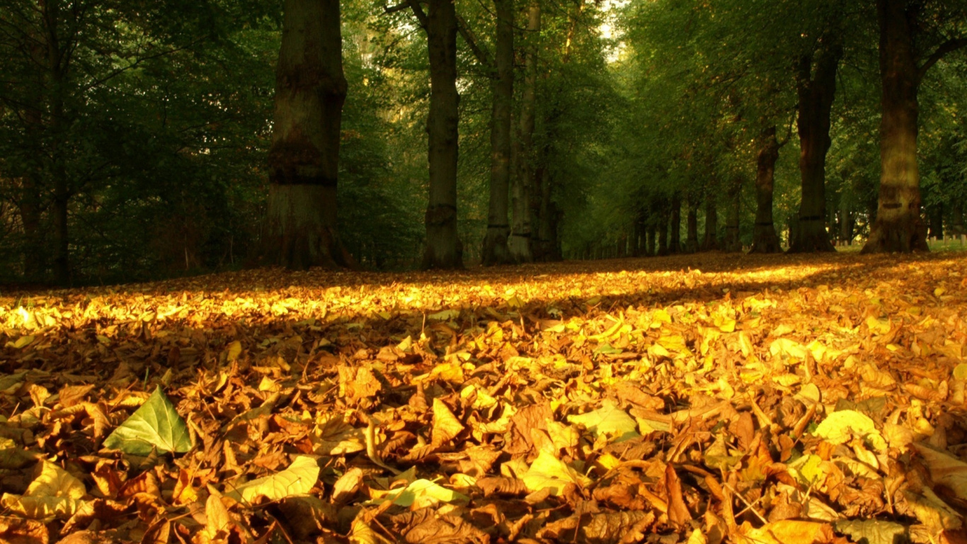 Brown Dried Leaves on Ground. Wallpaper in 1366x768 Resolution