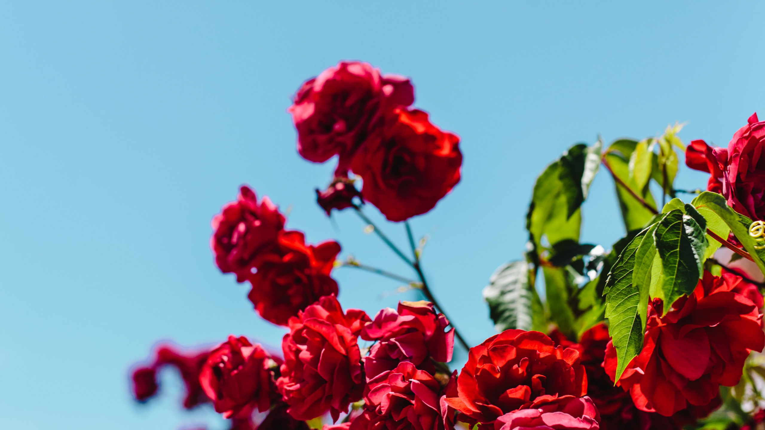 Rosas Rojas en Flor Durante el Día. Wallpaper in 2560x1440 Resolution