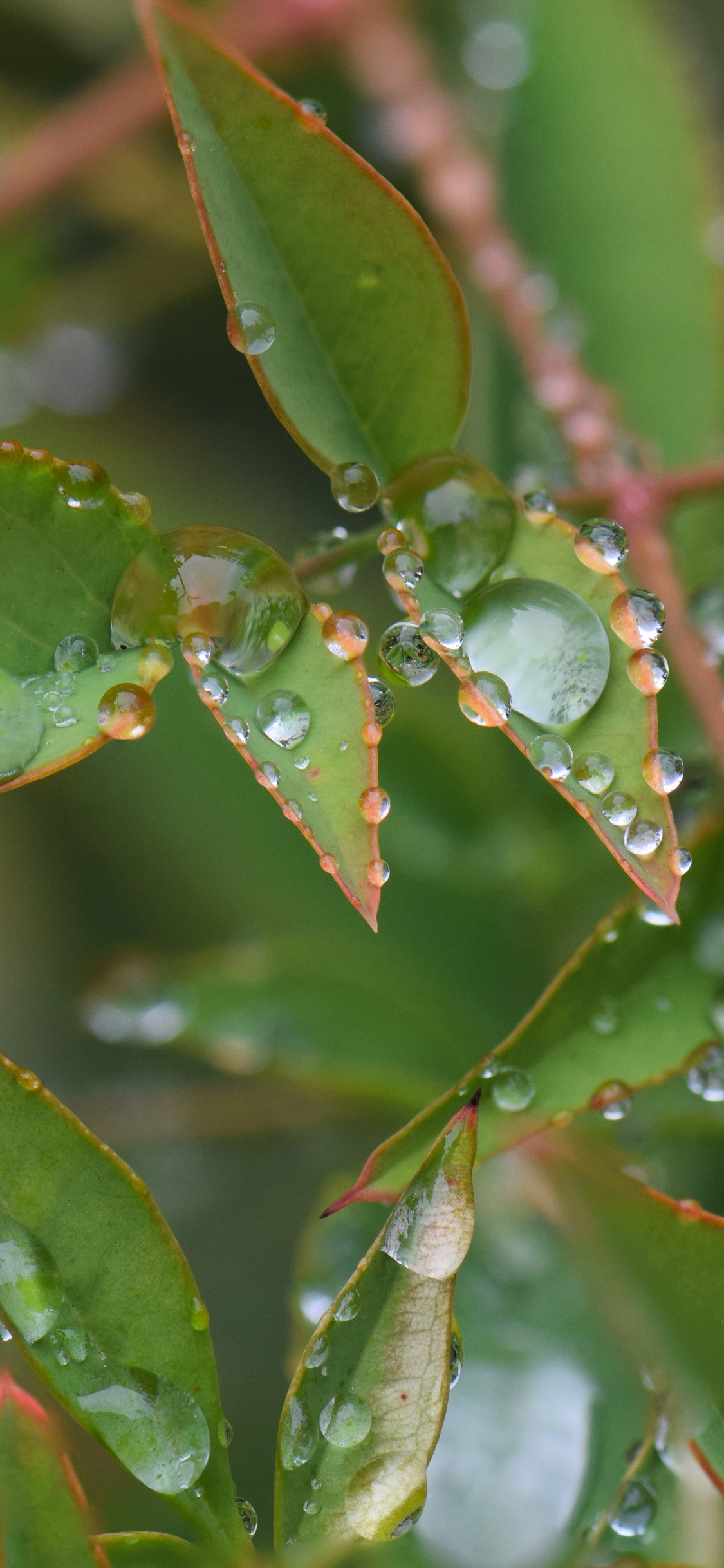 Blatt, Pflanzen-Stammzellen, Wasser, Terrestrische Pflanzen, Baum. Wallpaper in 1125x2436 Resolution