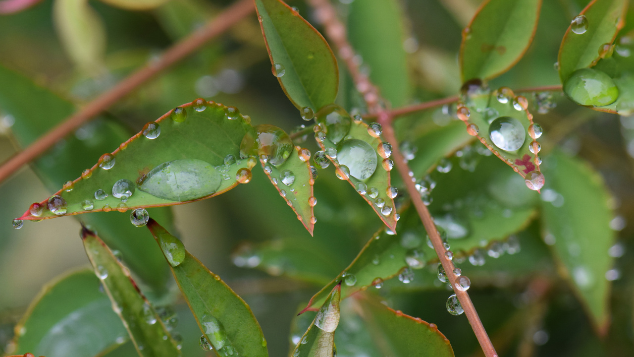 Blatt, Pflanzen-Stammzellen, Wasser, Terrestrische Pflanzen, Baum. Wallpaper in 1280x720 Resolution