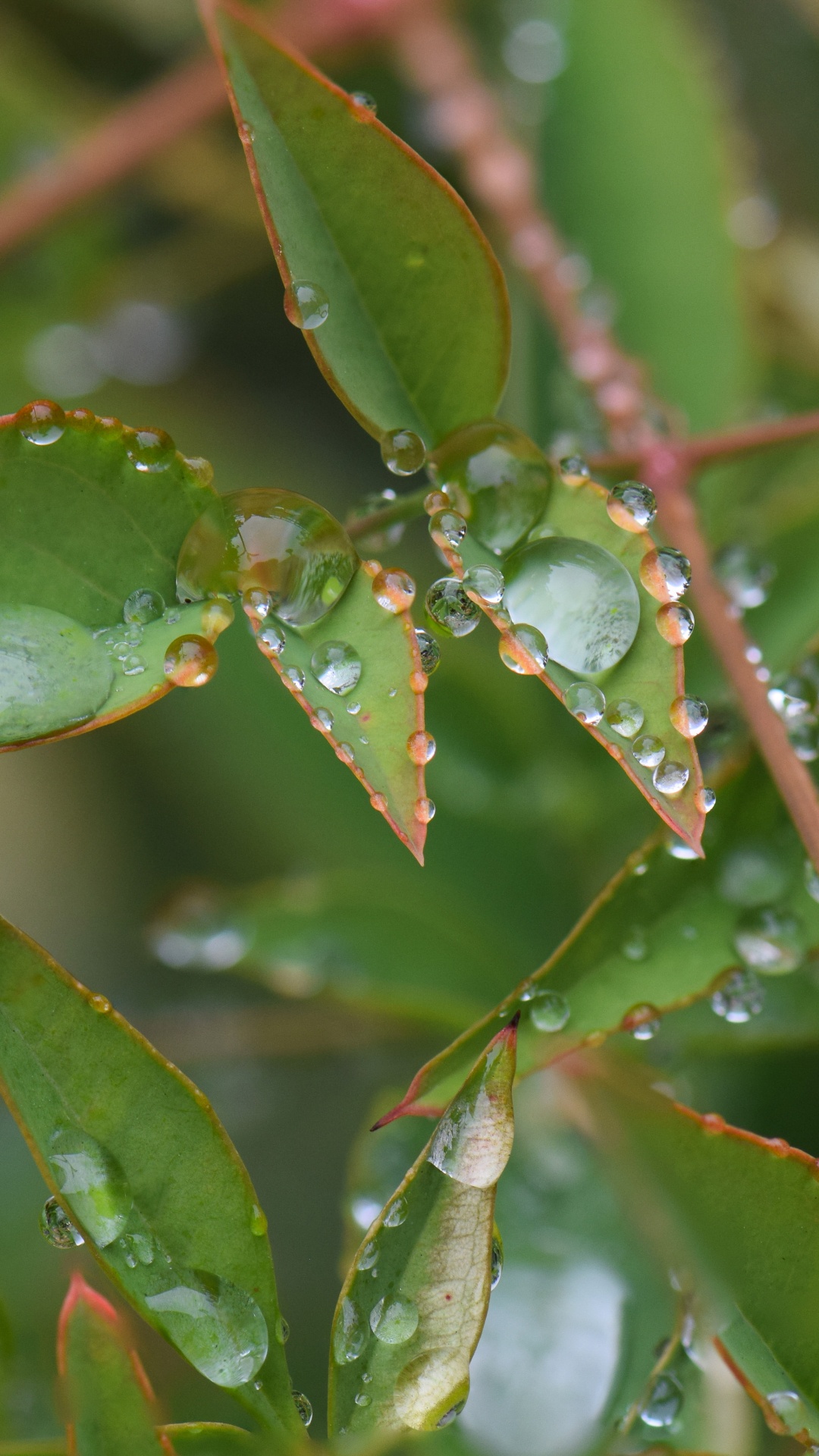 Leaf, Plant Stem, Plant, Water, Terrestrial Plant. Wallpaper in 1080x1920 Resolution
