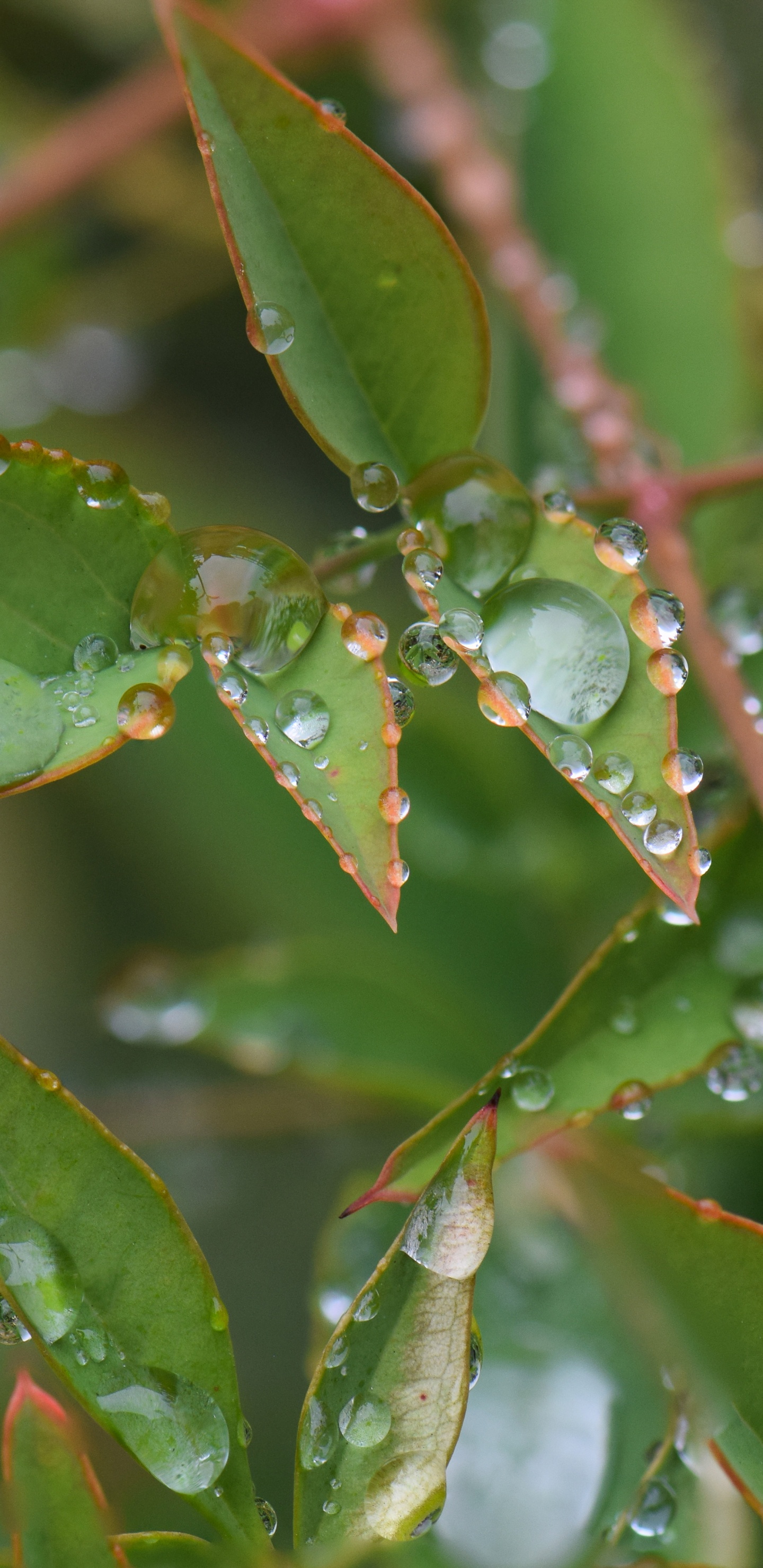 Leaf, Plant Stem, Plant, Water, Terrestrial Plant. Wallpaper in 1440x2960 Resolution