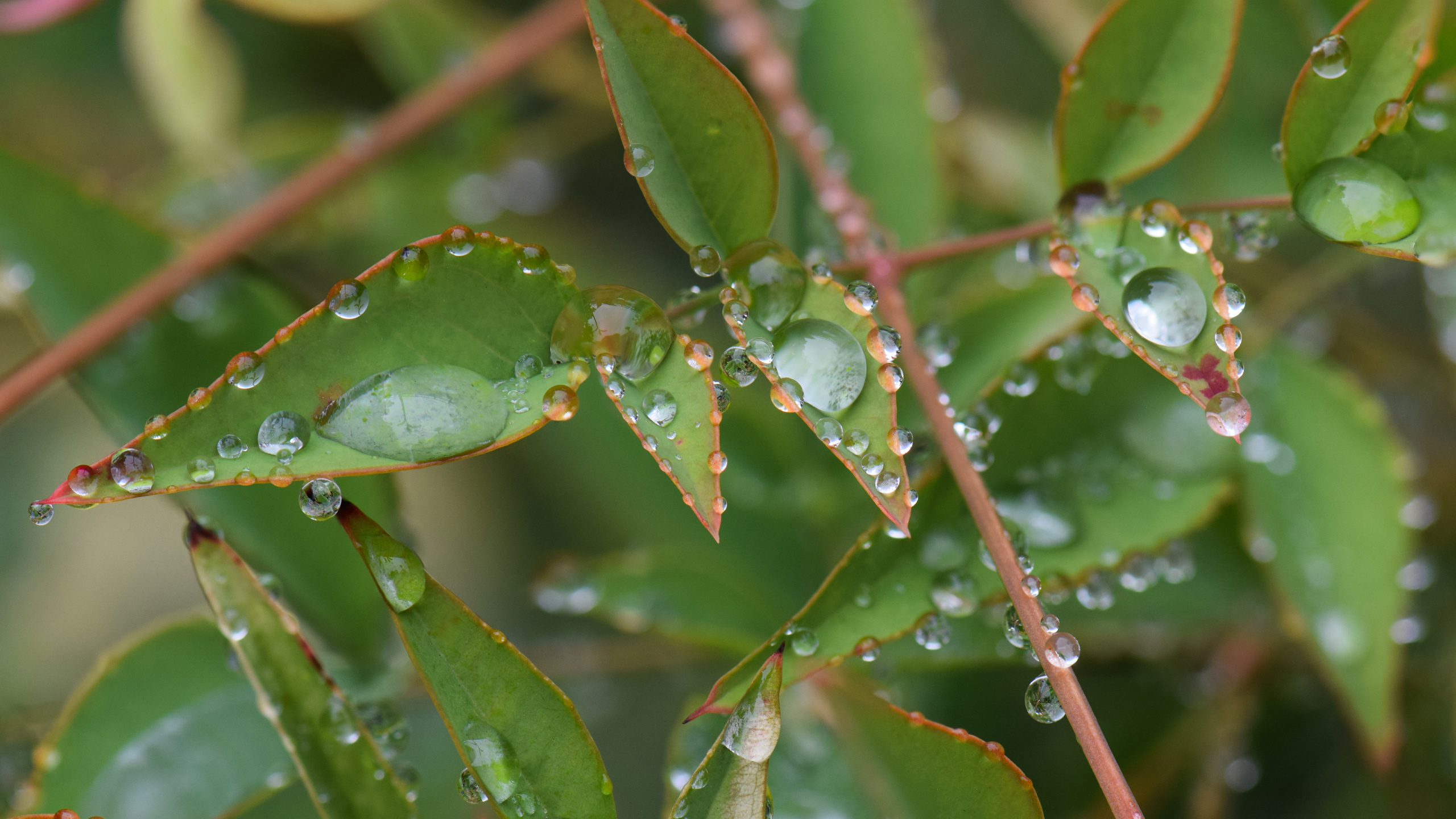 Leaf, Plant Stem, Plant, Water, Terrestrial Plant. Wallpaper in 2560x1440 Resolution