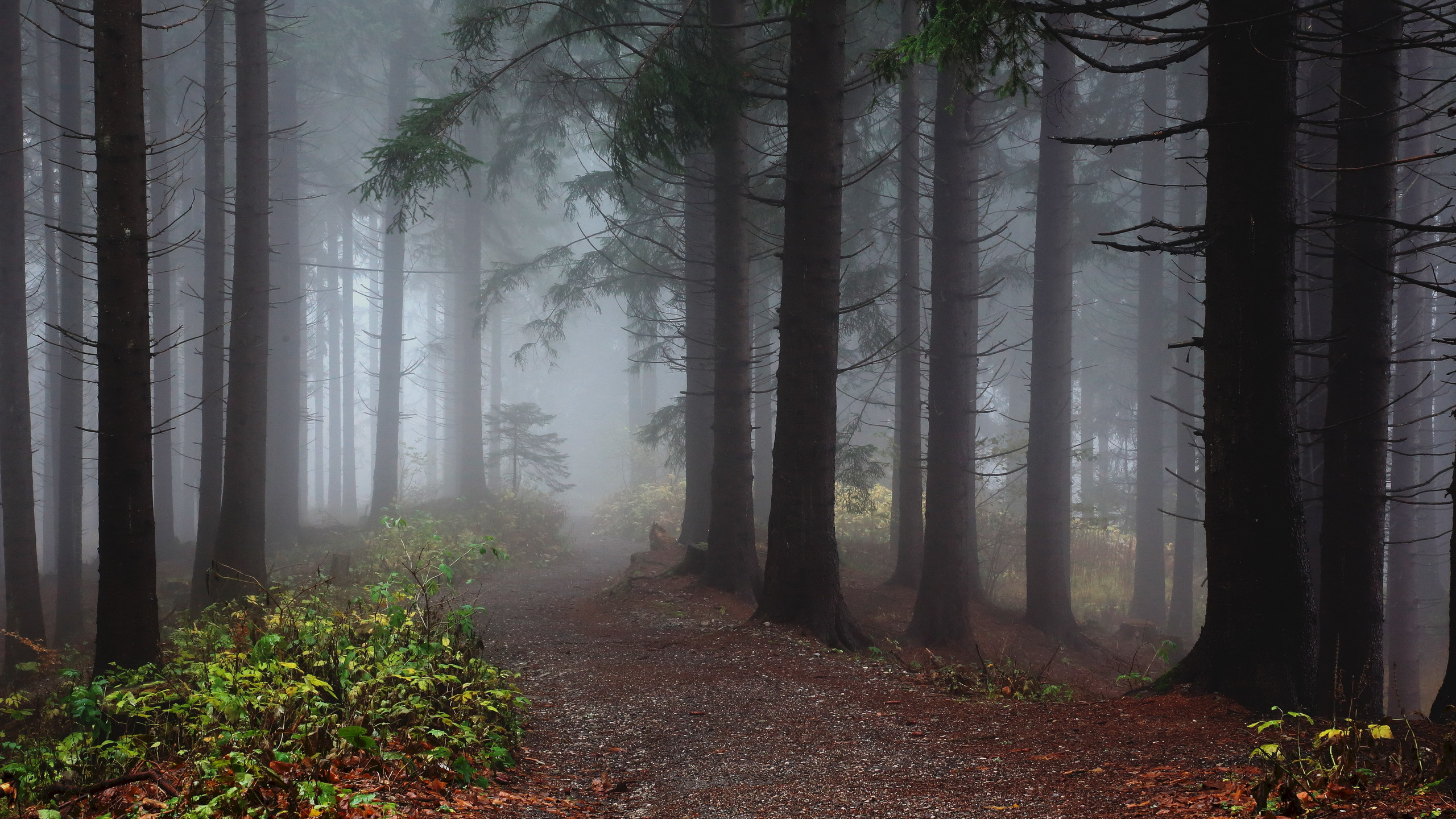 Green Trees on Brown Soil. Wallpaper in 2560x1440 Resolution