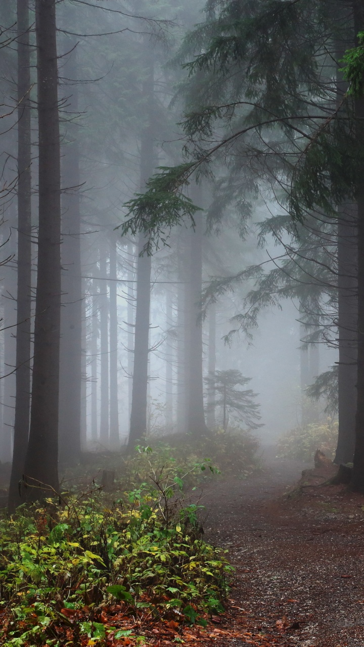 Green Trees on Brown Soil. Wallpaper in 720x1280 Resolution