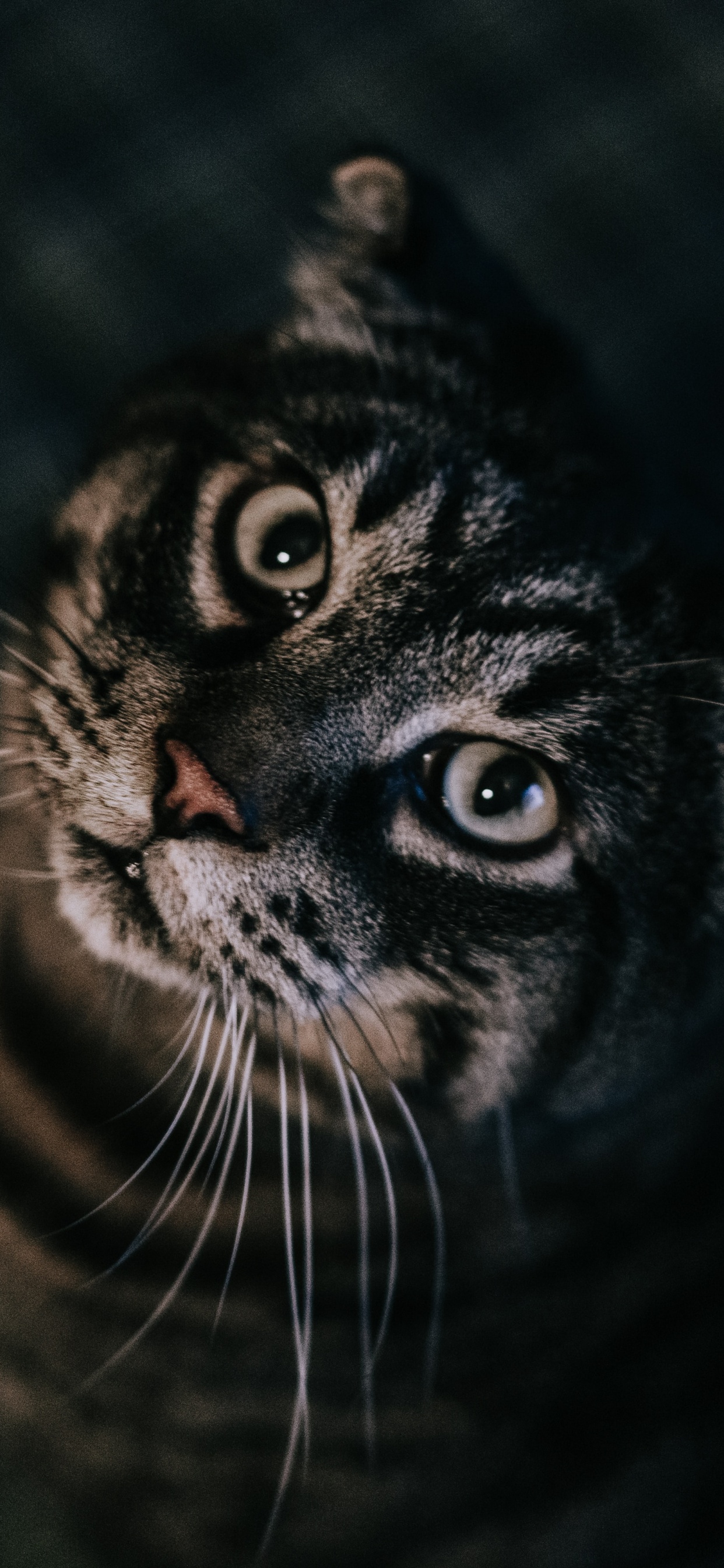 Black and White Tabby Cat. Wallpaper in 1242x2688 Resolution