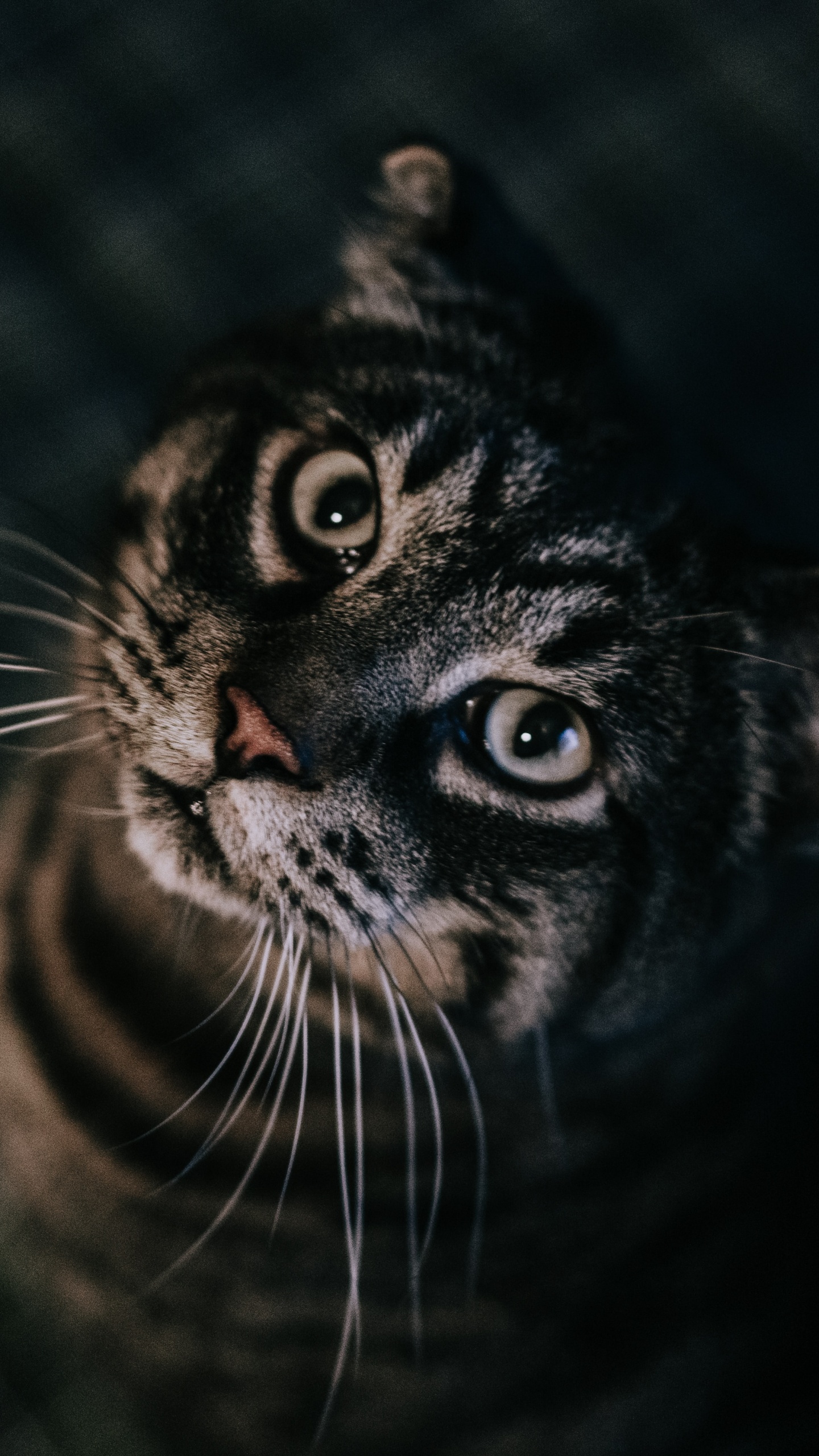 Gato Atigrado Blanco y Negro. Wallpaper in 1440x2560 Resolution