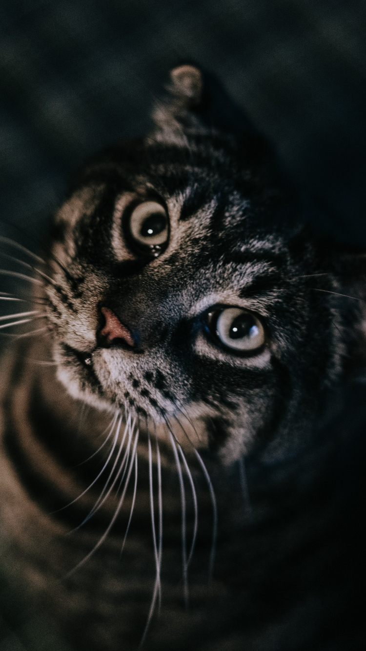 Gato Atigrado Blanco y Negro. Wallpaper in 750x1334 Resolution