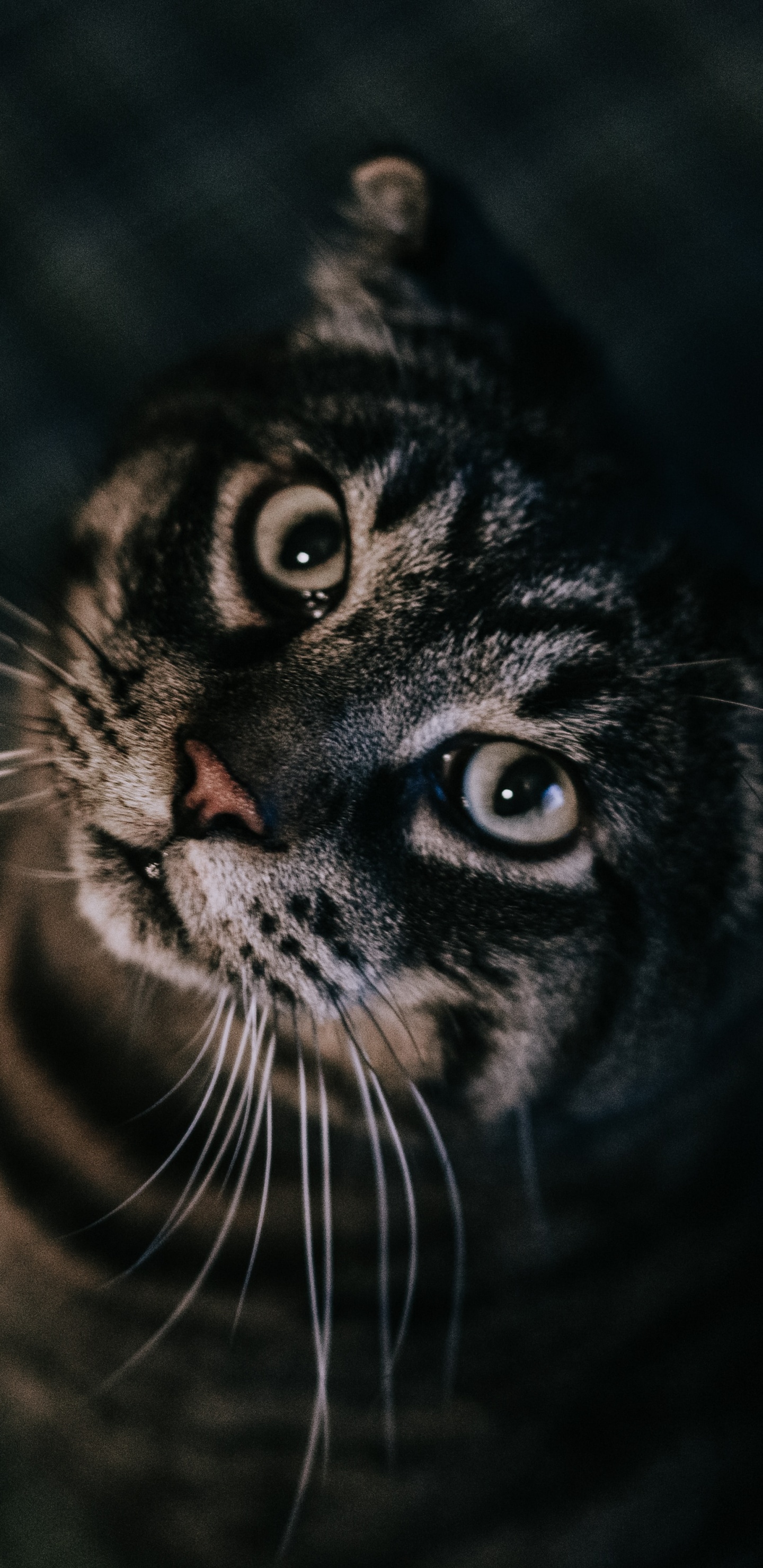 Chat Tigré Noir et Blanc. Wallpaper in 1440x2960 Resolution