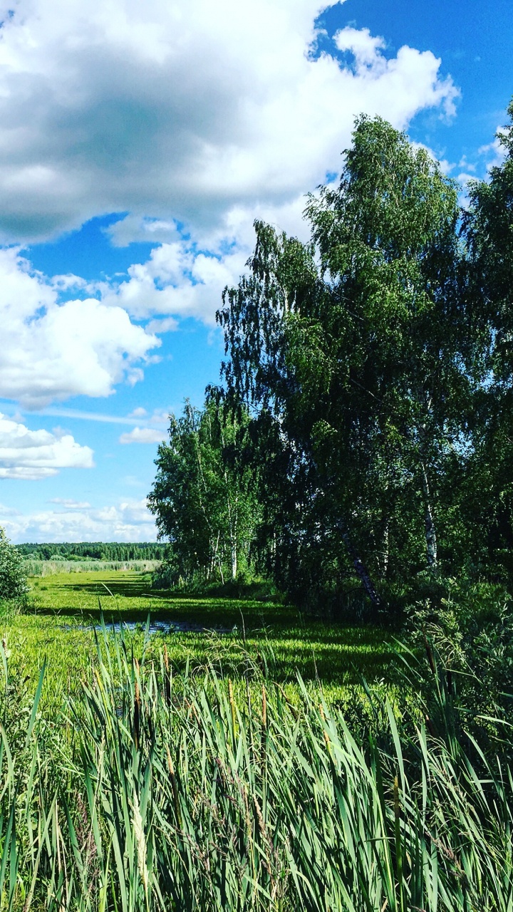 Green Grass Field and Green Trees Under Blue Sky and White Clouds During Daytime. Wallpaper in 720x1280 Resolution