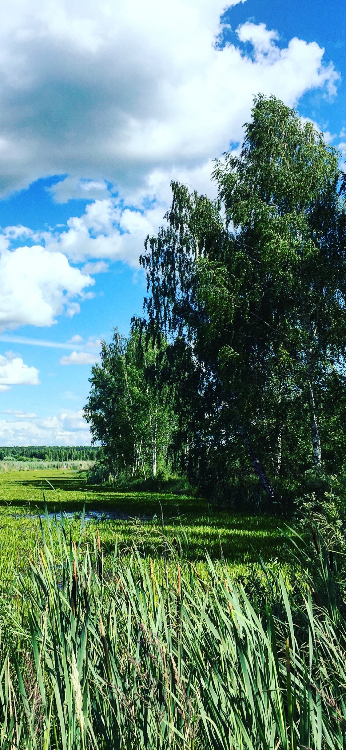 Campo de Hierba Verde y Árboles Verdes Bajo un Cielo Azul y Nubes Blancas Durante el Día. Wallpaper in 1125x2436 Resolution