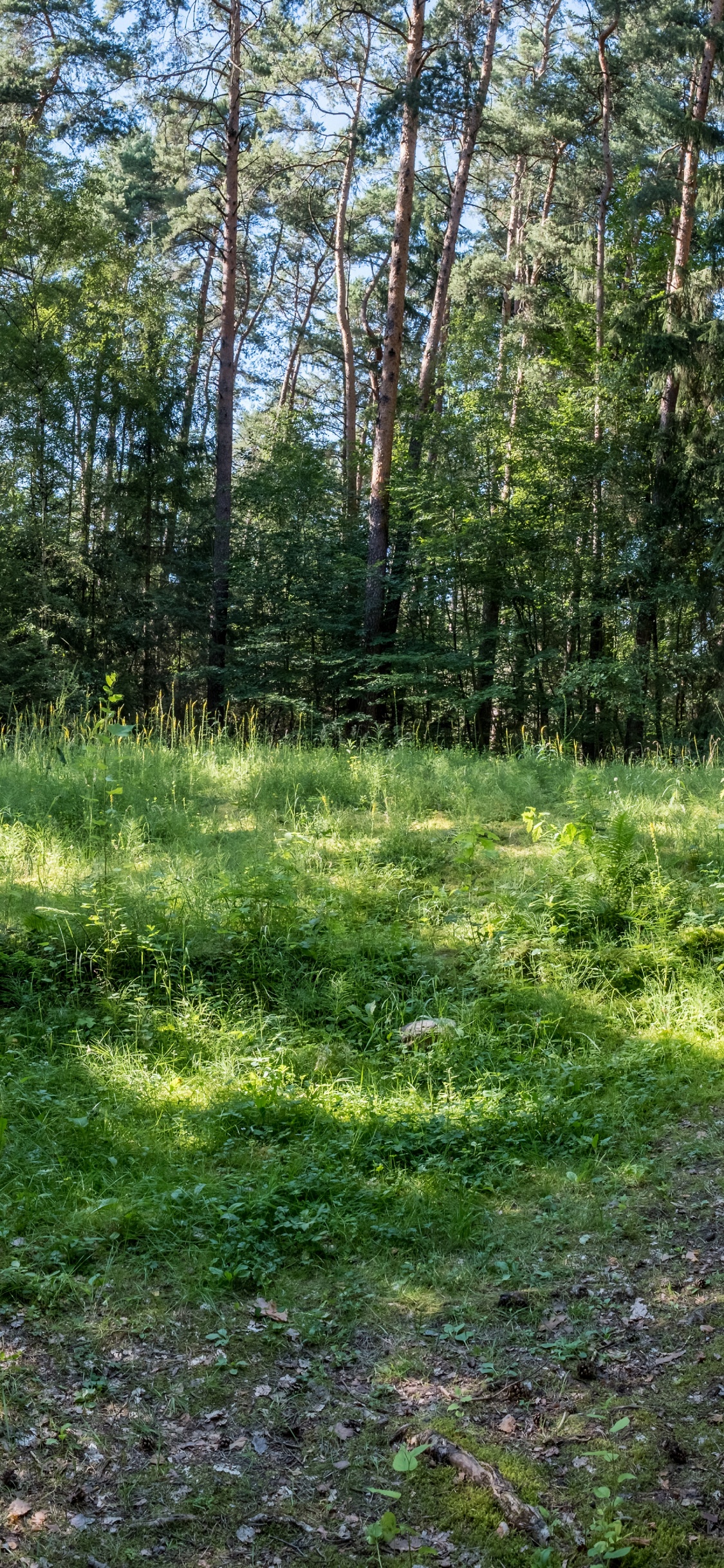 Vegetation, Natur, Gras, Natürlichen Umgebung, Naturlandschaft. Wallpaper in 1125x2436 Resolution